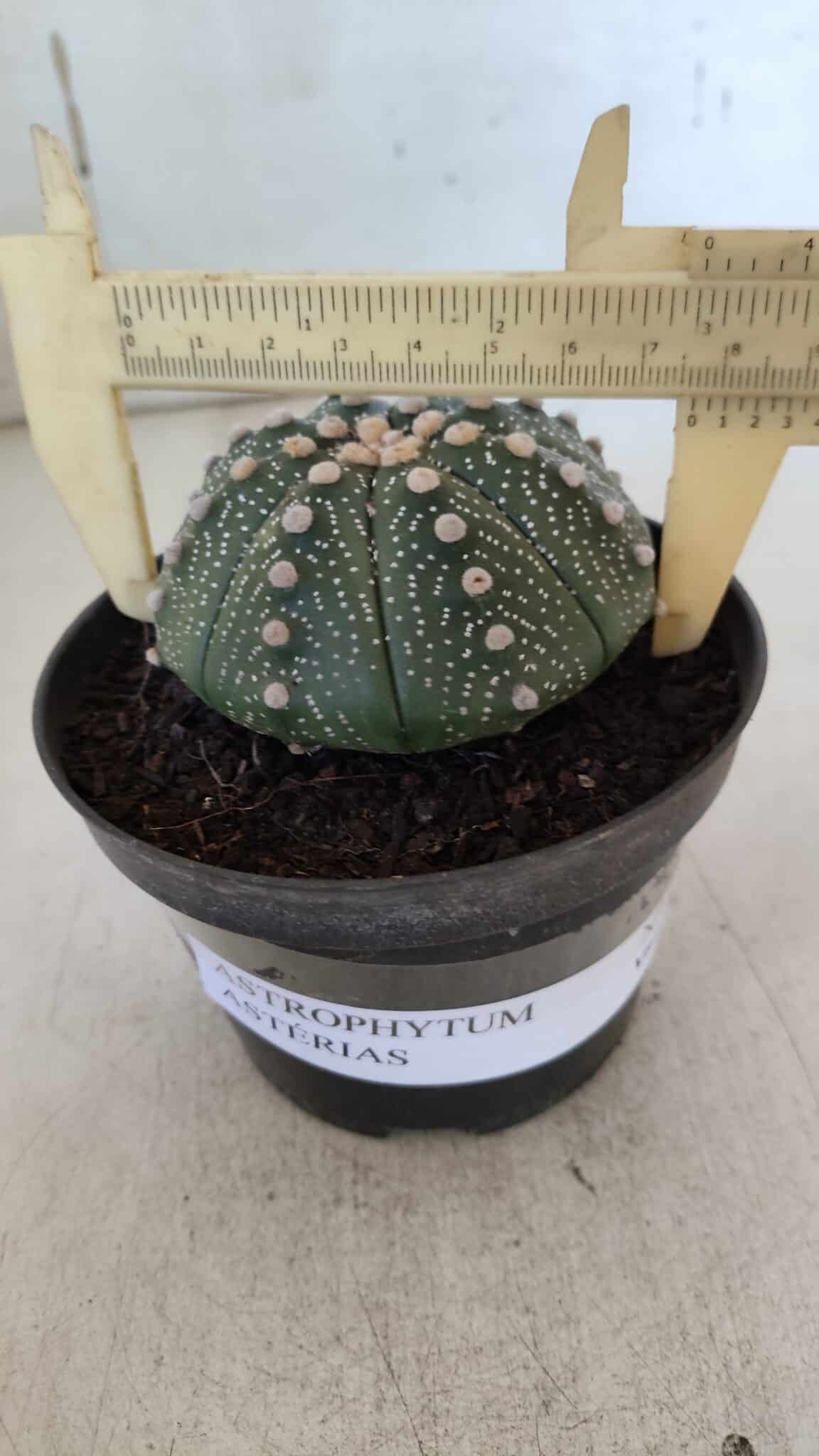 ASTROPHYTUM ASTERIAS Nº 846 – vaso 11