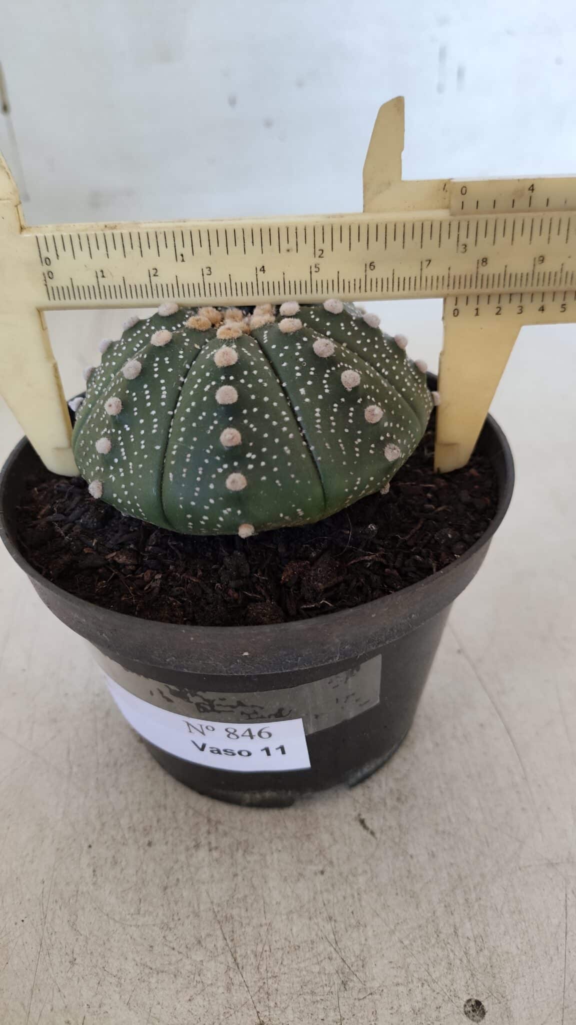 ASTROPHYTUM ASTERIAS Nº 846 – vaso 11