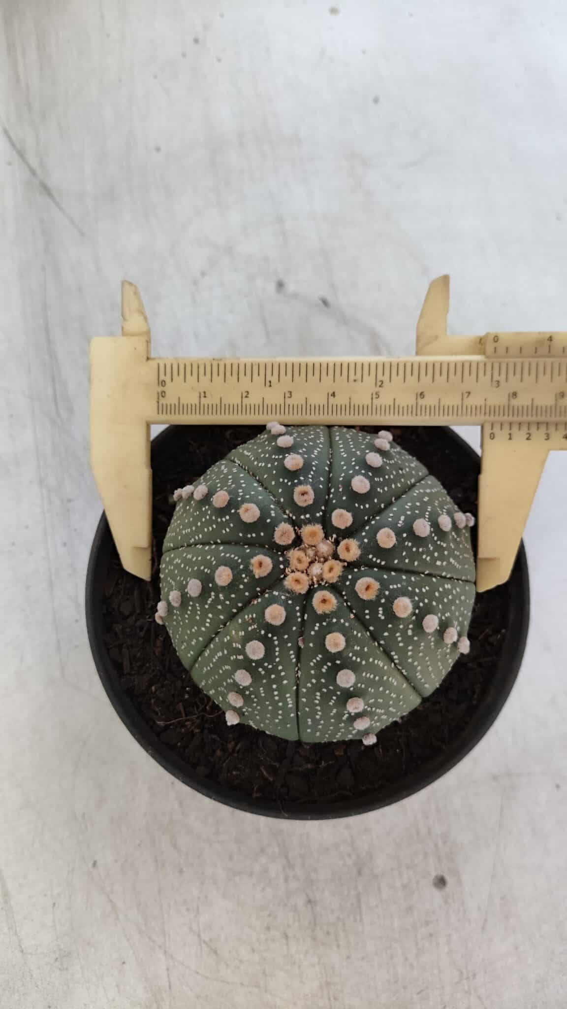 ASTROPHYTUM ASTERIAS Nº 846 – vaso 11