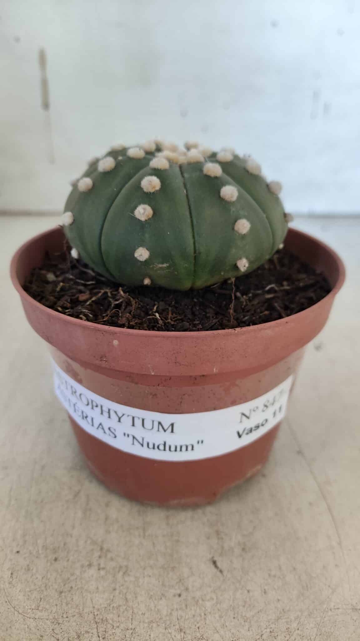 ASTROPHYTUM ASTERIAS "NUDUM"  Nº 847 – vaso 11