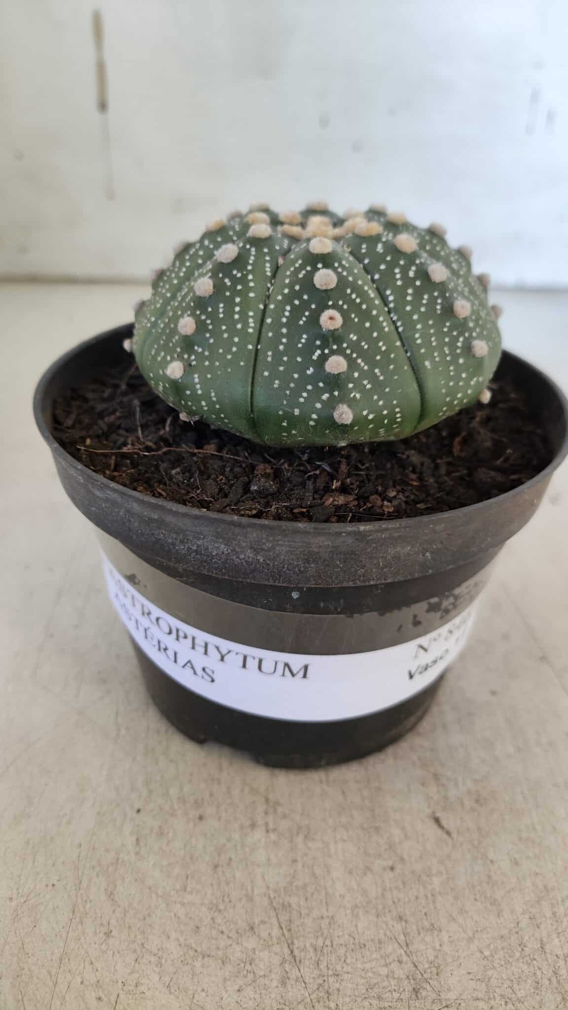 ASTROPHYTUM ASTERIAS Nº 846 – vaso 11