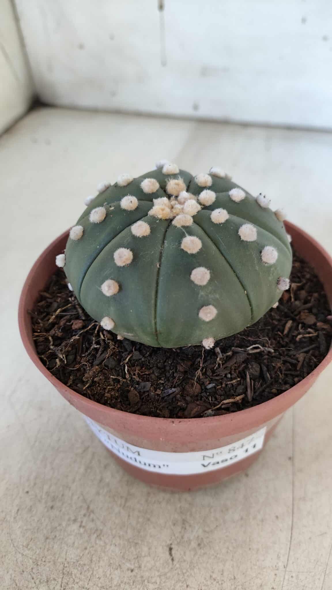 ASTROPHYTUM ASTERIAS "NUDUM"  Nº 847 – vaso 11