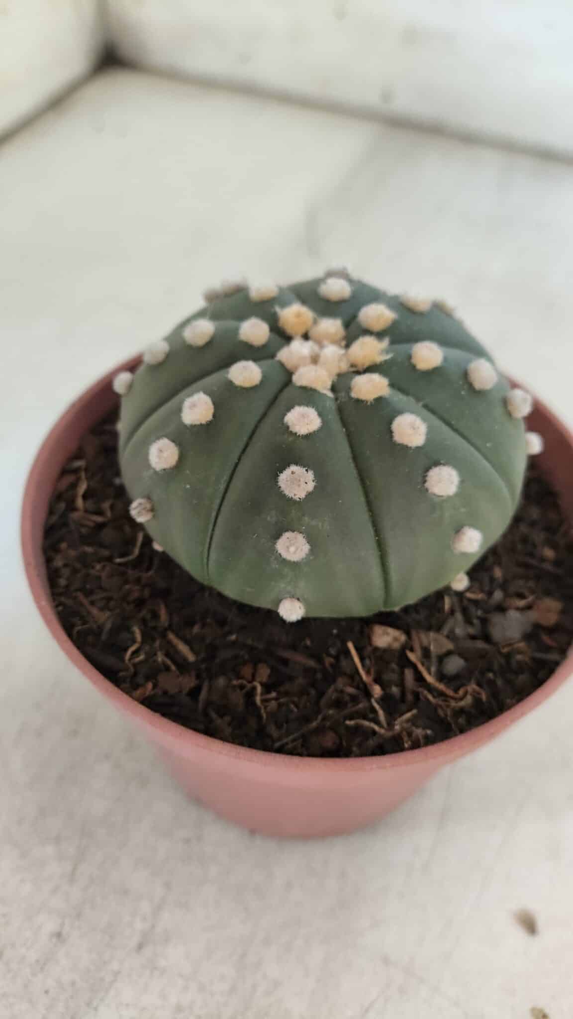 ASTROPHYTUM ASTERIAS "NUDUM"  Nº 847 – vaso 11