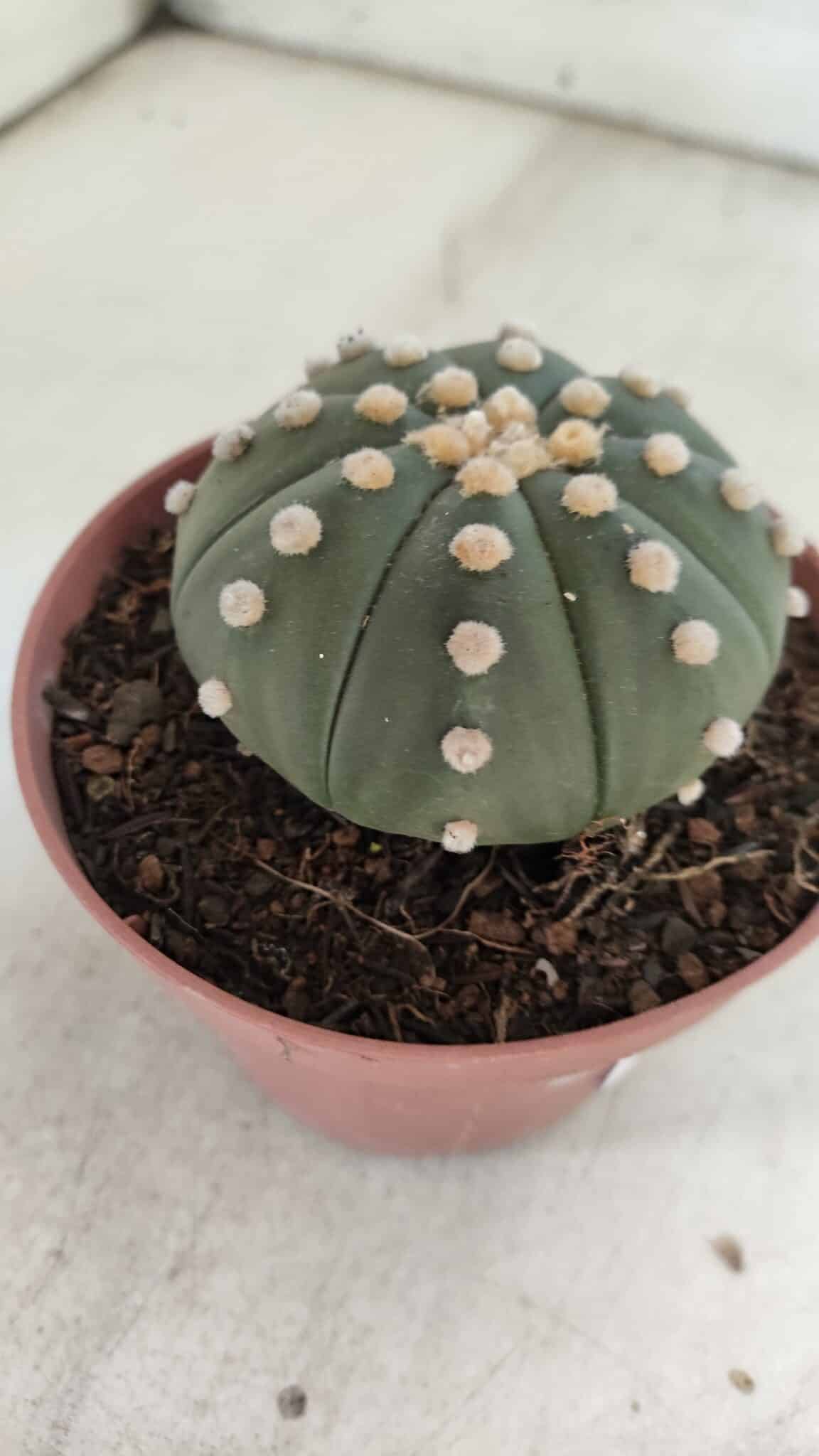 ASTROPHYTUM ASTERIAS "NUDUM"  Nº 847 – vaso 11