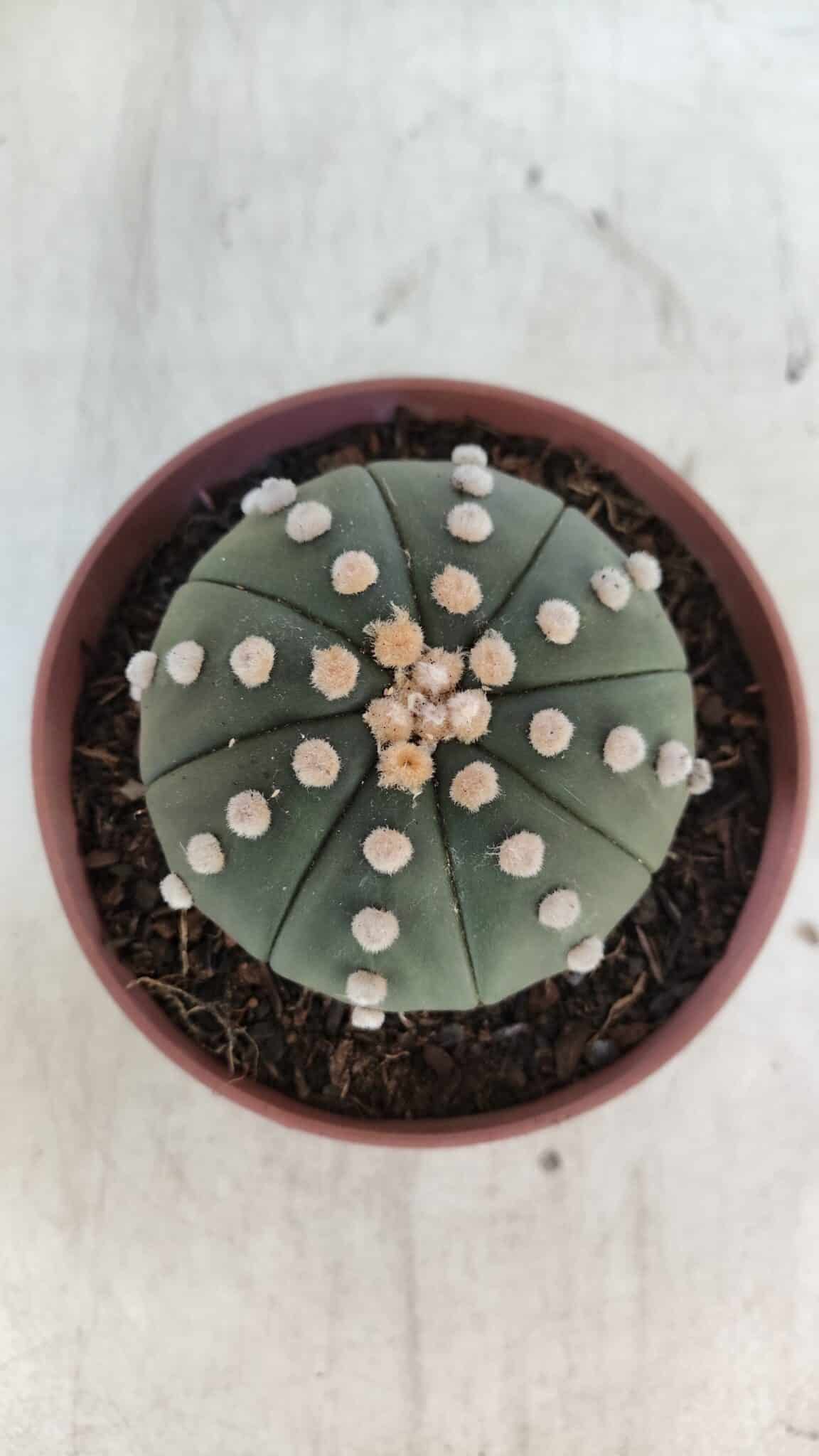 ASTROPHYTUM ASTERIAS "NUDUM"  Nº 847 – vaso 11