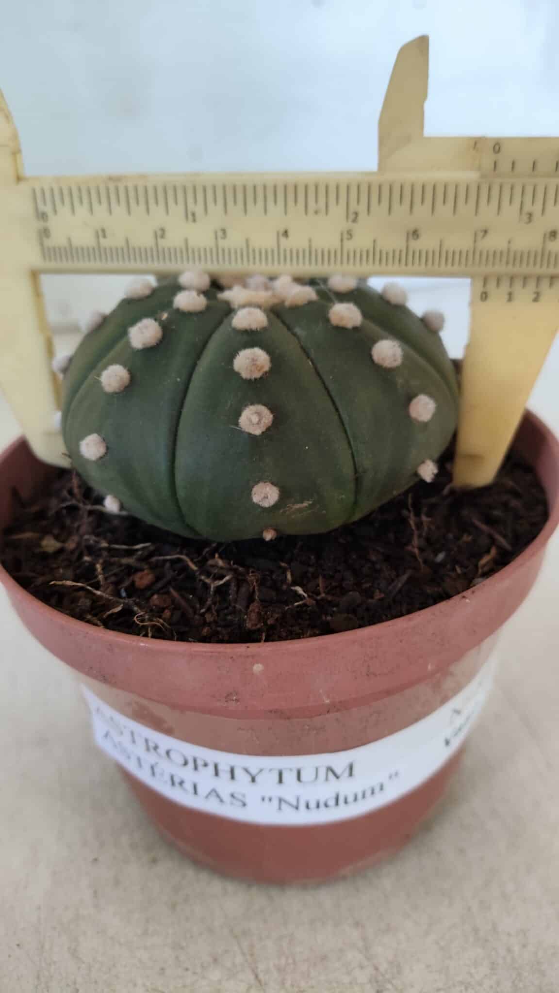 ASTROPHYTUM ASTERIAS "NUDUM"  Nº 847 – vaso 11