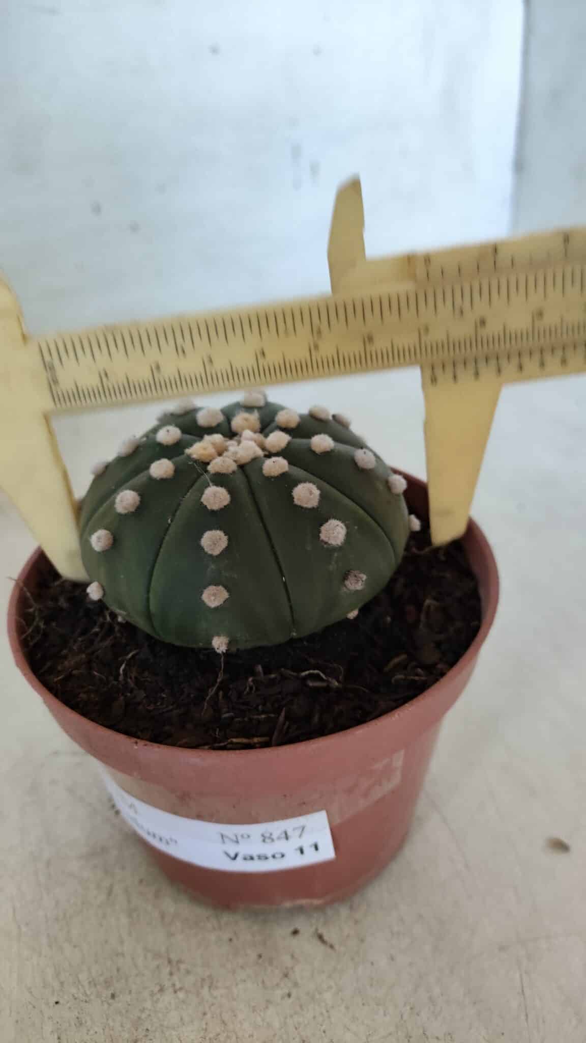ASTROPHYTUM ASTERIAS "NUDUM"  Nº 847 – vaso 11