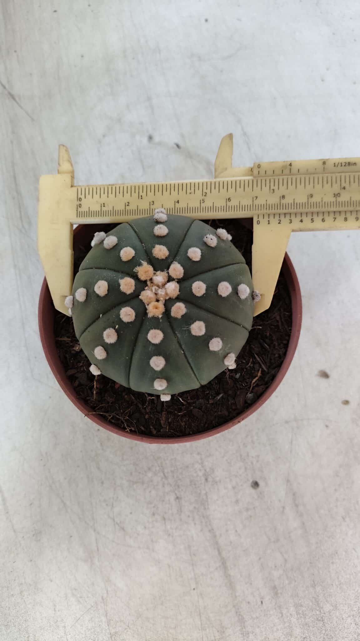 ASTROPHYTUM ASTERIAS "NUDUM"  Nº 847 – vaso 11