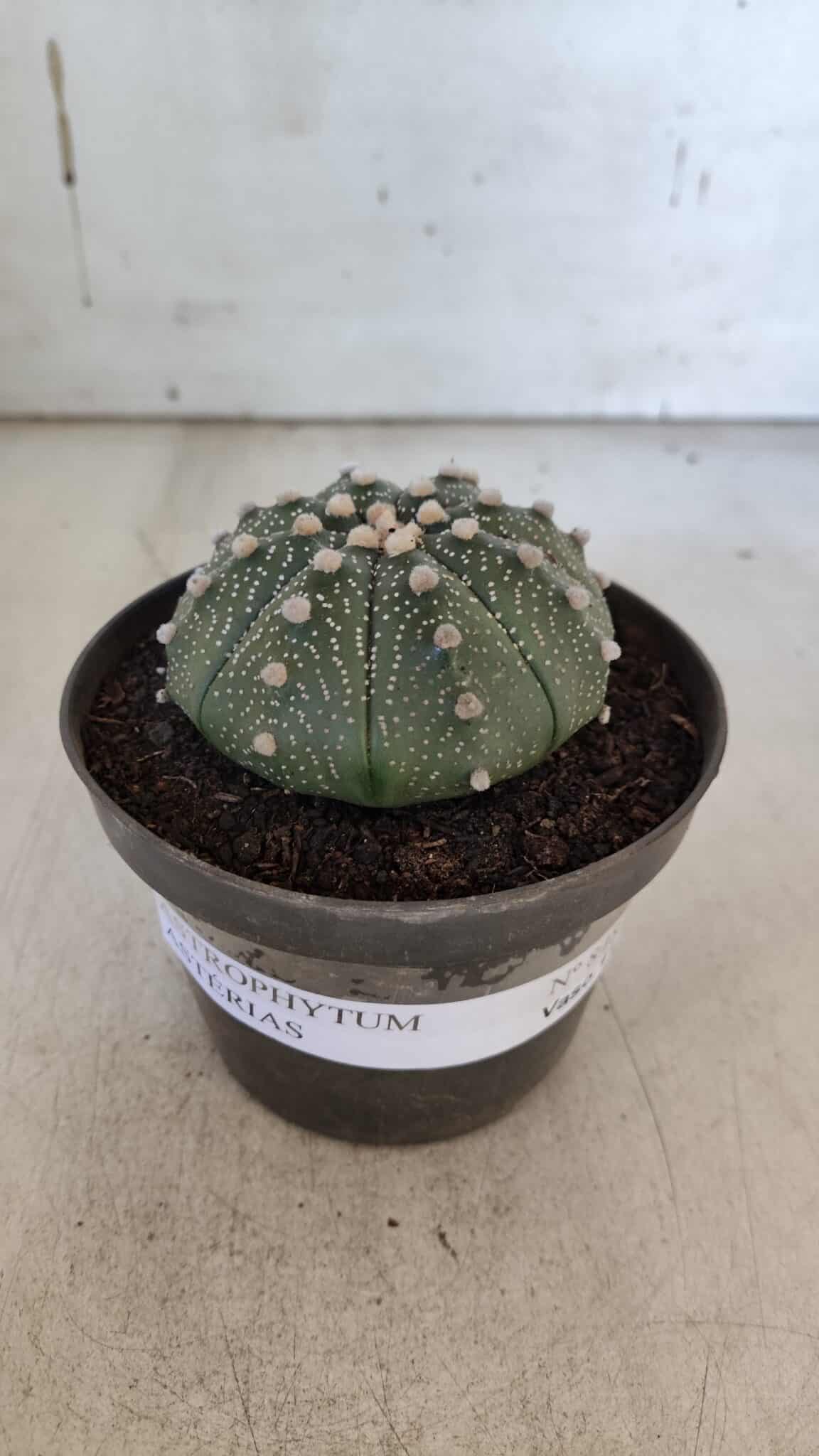 ASTROPHYTUM ASTERIAS Nº 848 – vaso 11