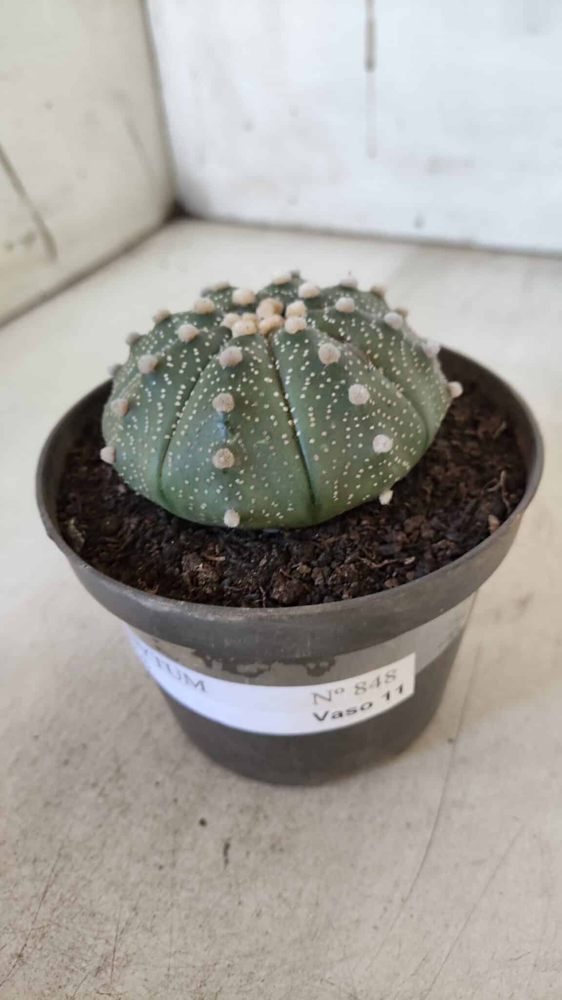 ASTROPHYTUM ASTERIAS Nº 848 – vaso 11