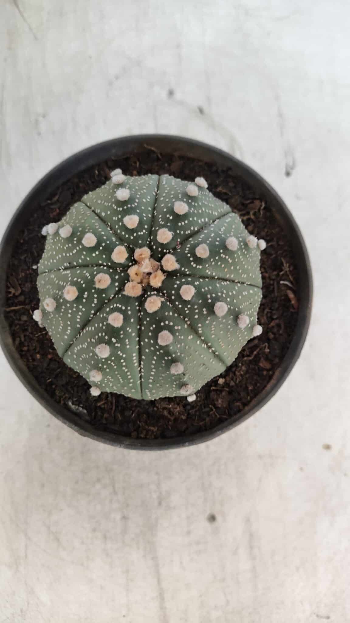 ASTROPHYTUM ASTERIAS Nº 848 – vaso 11