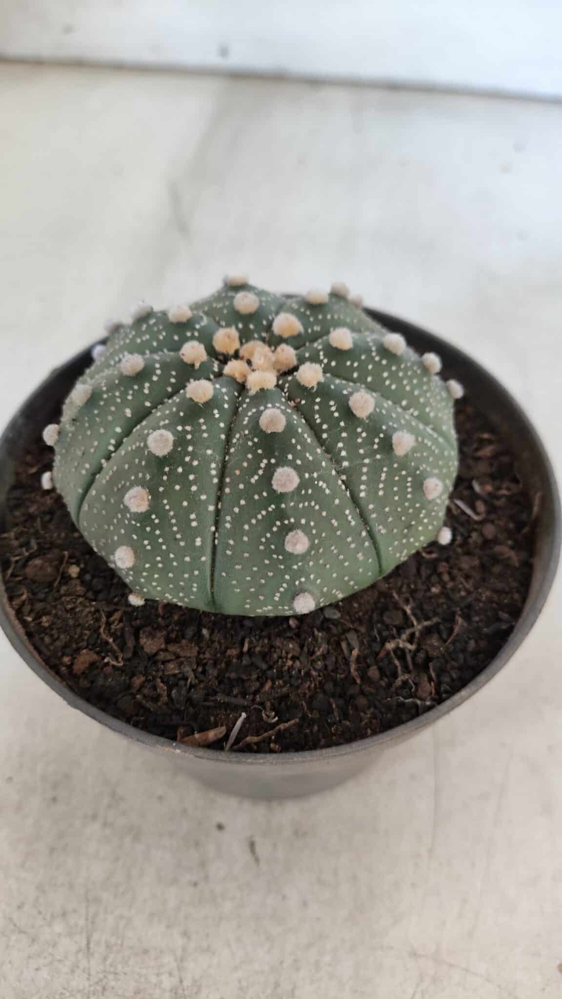 ASTROPHYTUM ASTERIAS Nº 848 – vaso 11
