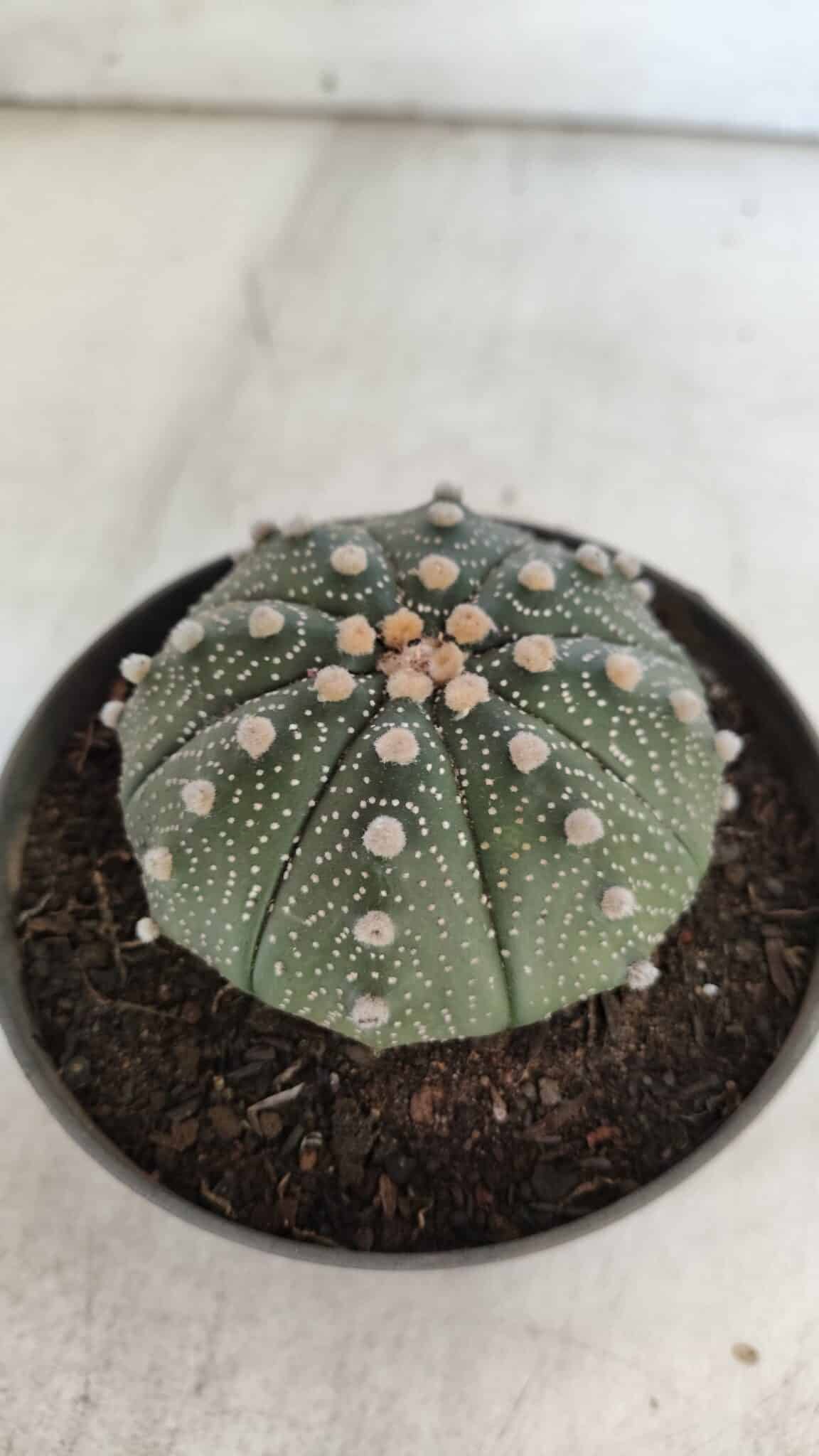 ASTROPHYTUM ASTERIAS Nº 848 – vaso 11