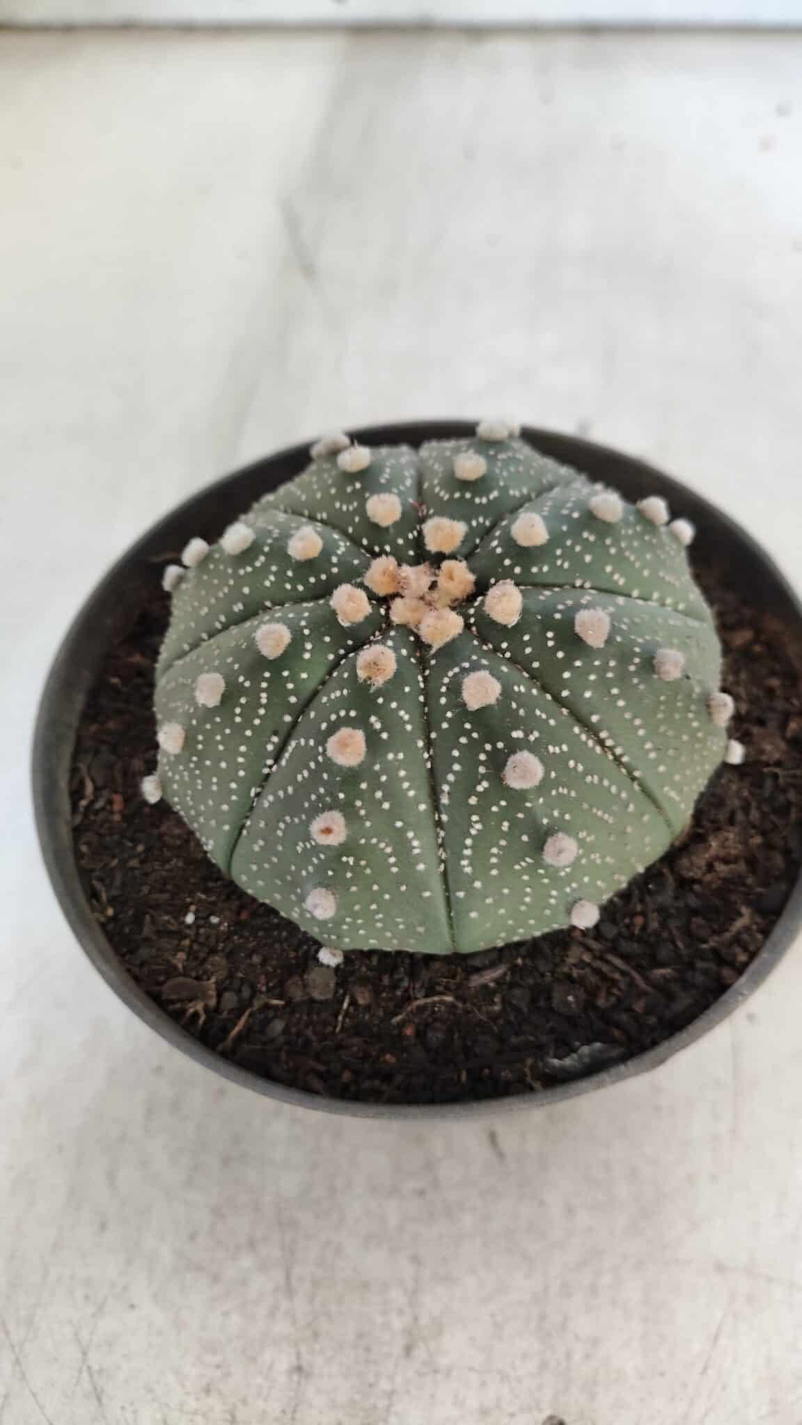 ASTROPHYTUM ASTERIAS Nº 848 – vaso 11