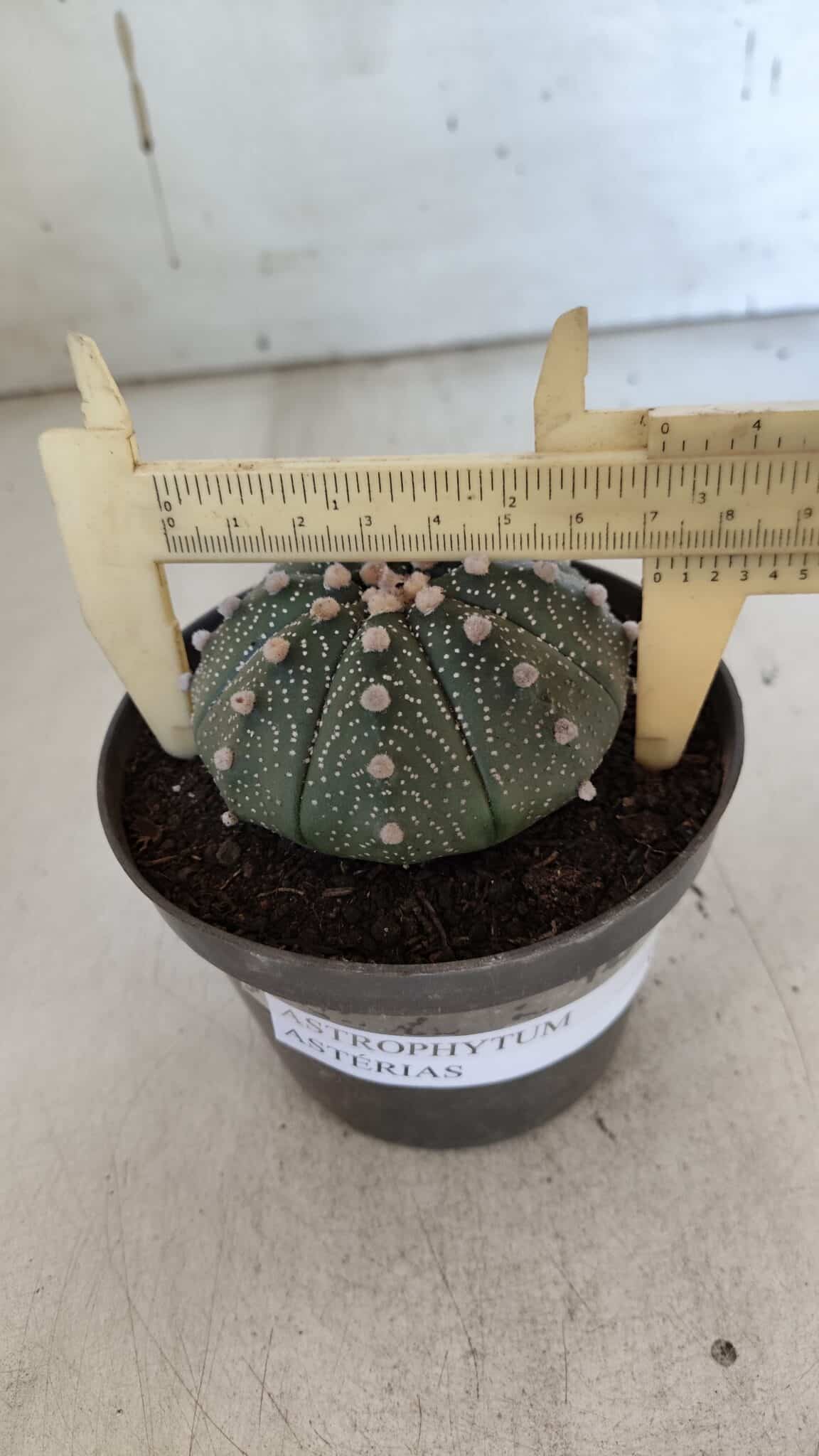ASTROPHYTUM ASTERIAS Nº 848 – vaso 11