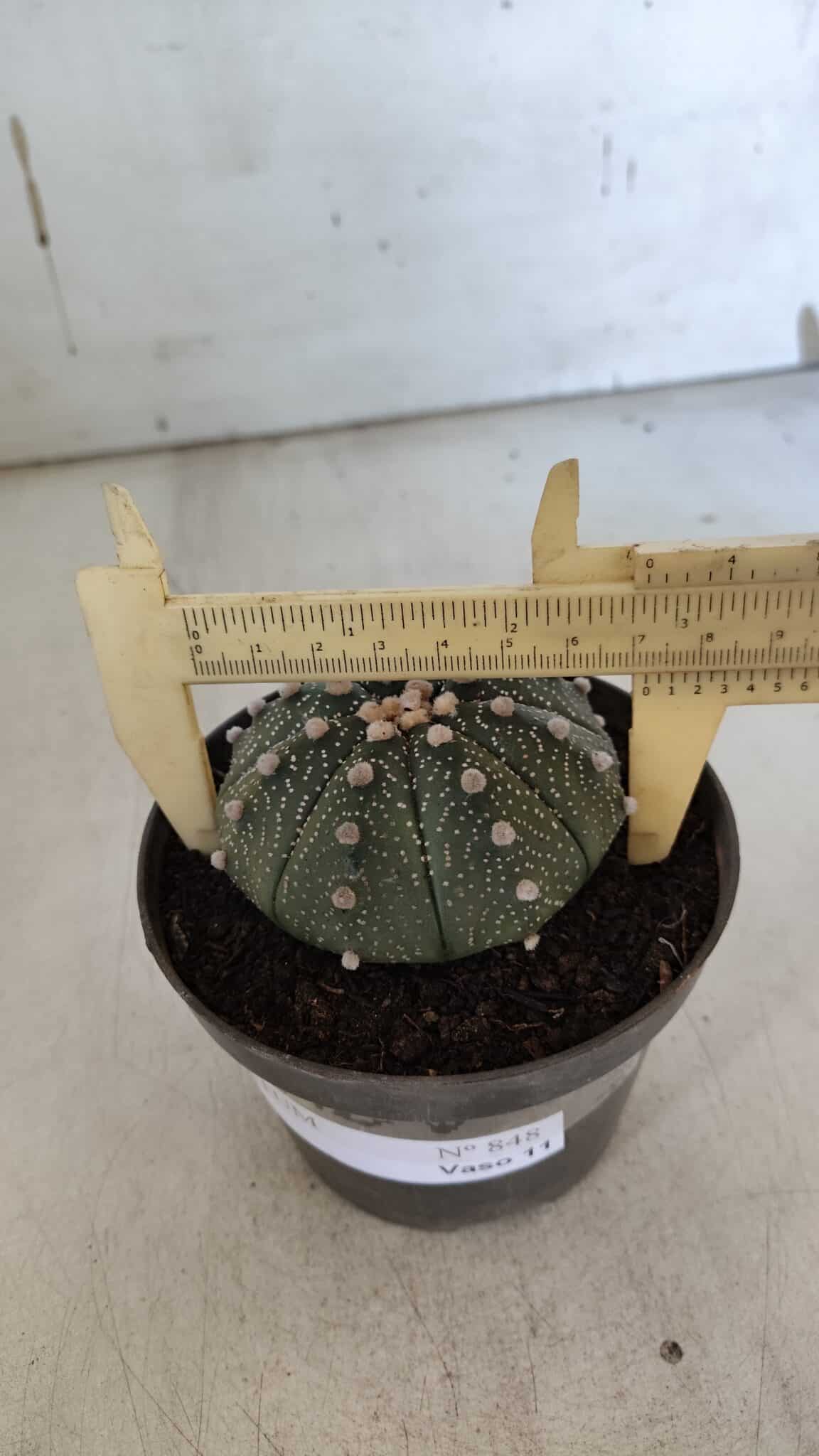 ASTROPHYTUM ASTERIAS Nº 848 – vaso 11