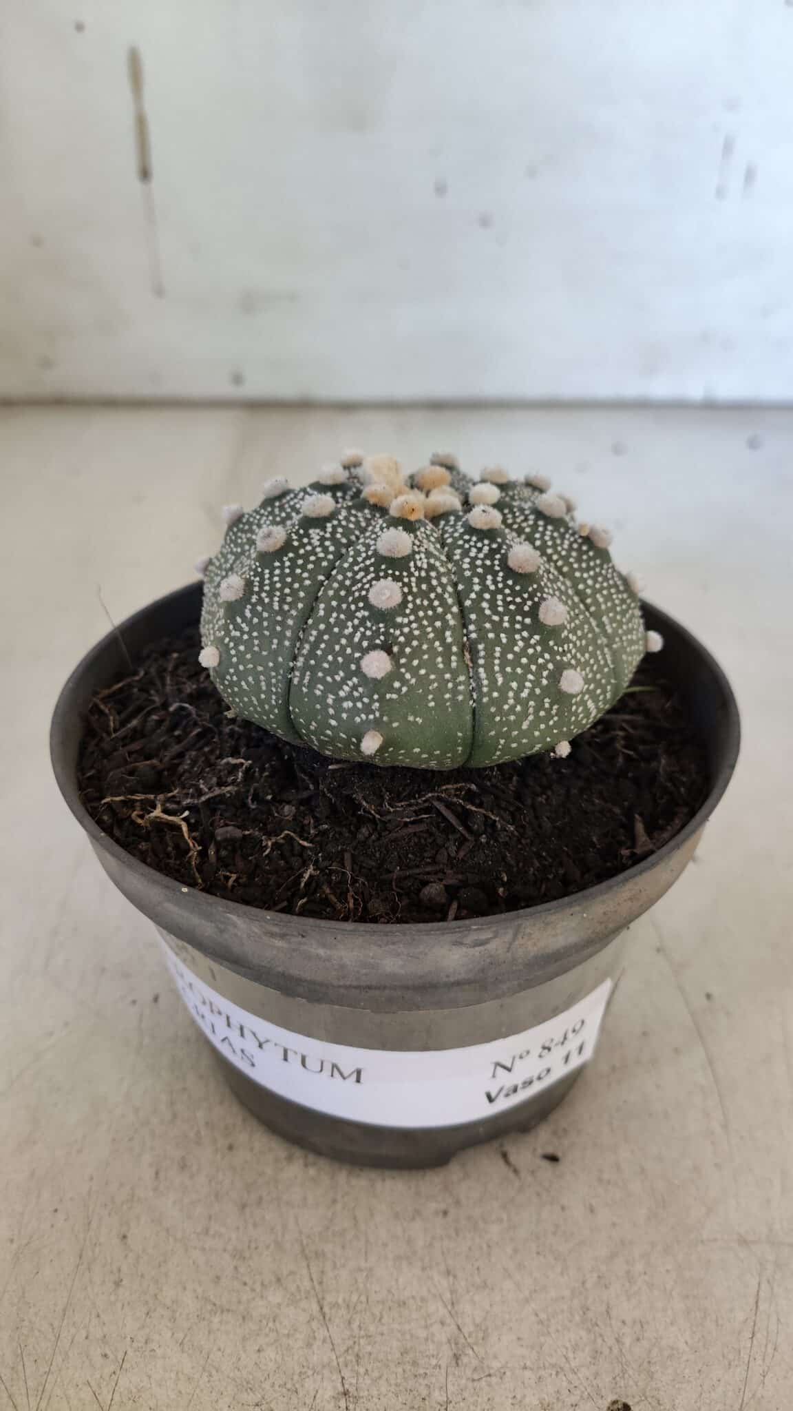 ASTROPHYTUM ASTERIAS Nº 849 – vaso 11