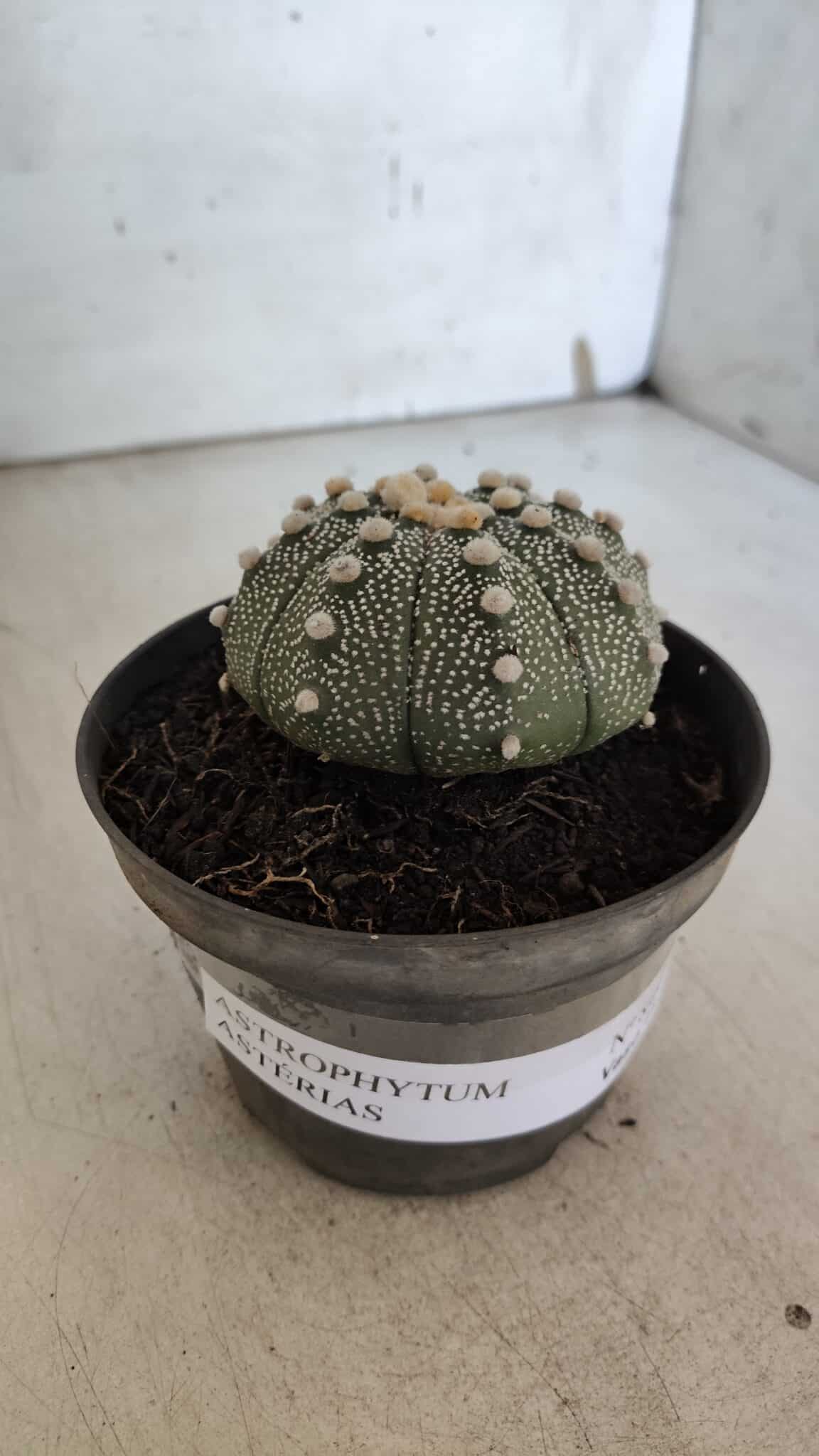 ASTROPHYTUM ASTERIAS Nº 849 – vaso 11