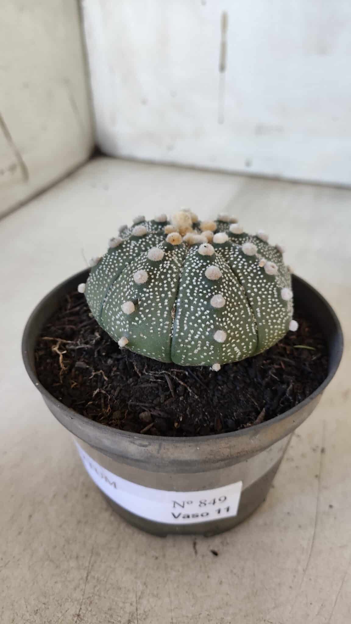 ASTROPHYTUM ASTERIAS Nº 849 – vaso 11