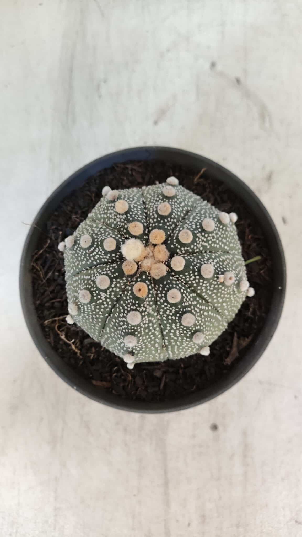ASTROPHYTUM ASTERIAS Nº 849 – vaso 11