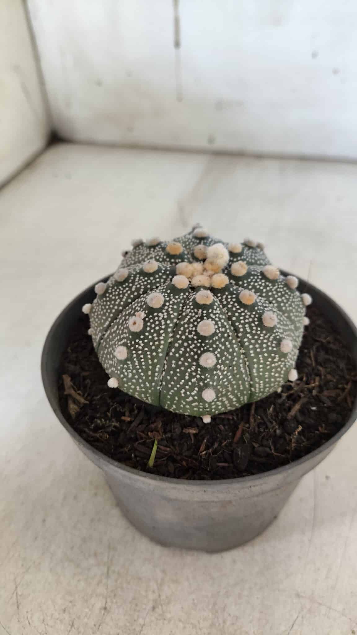 ASTROPHYTUM ASTERIAS Nº 849 – vaso 11