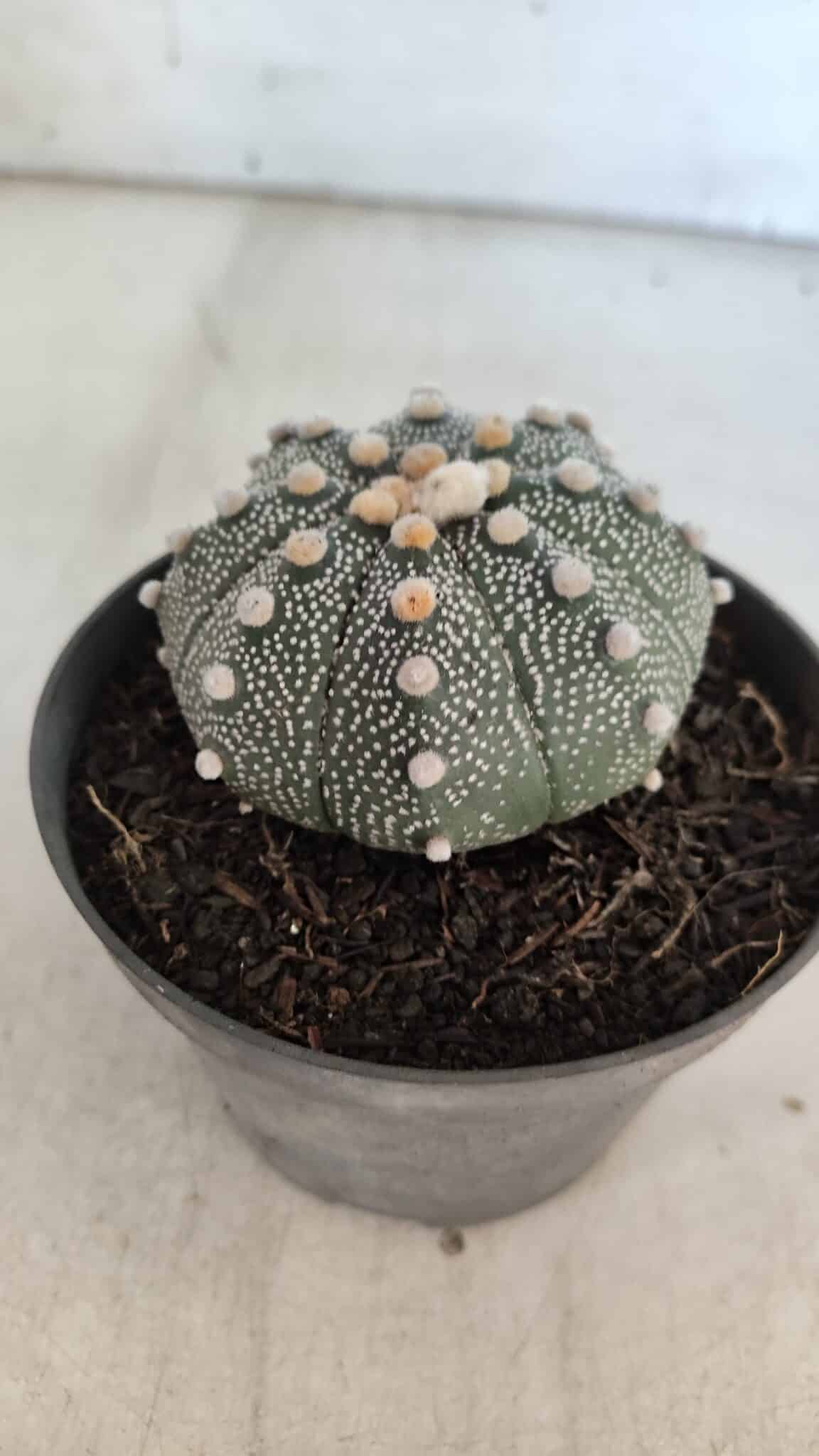 ASTROPHYTUM ASTERIAS Nº 849 – vaso 11