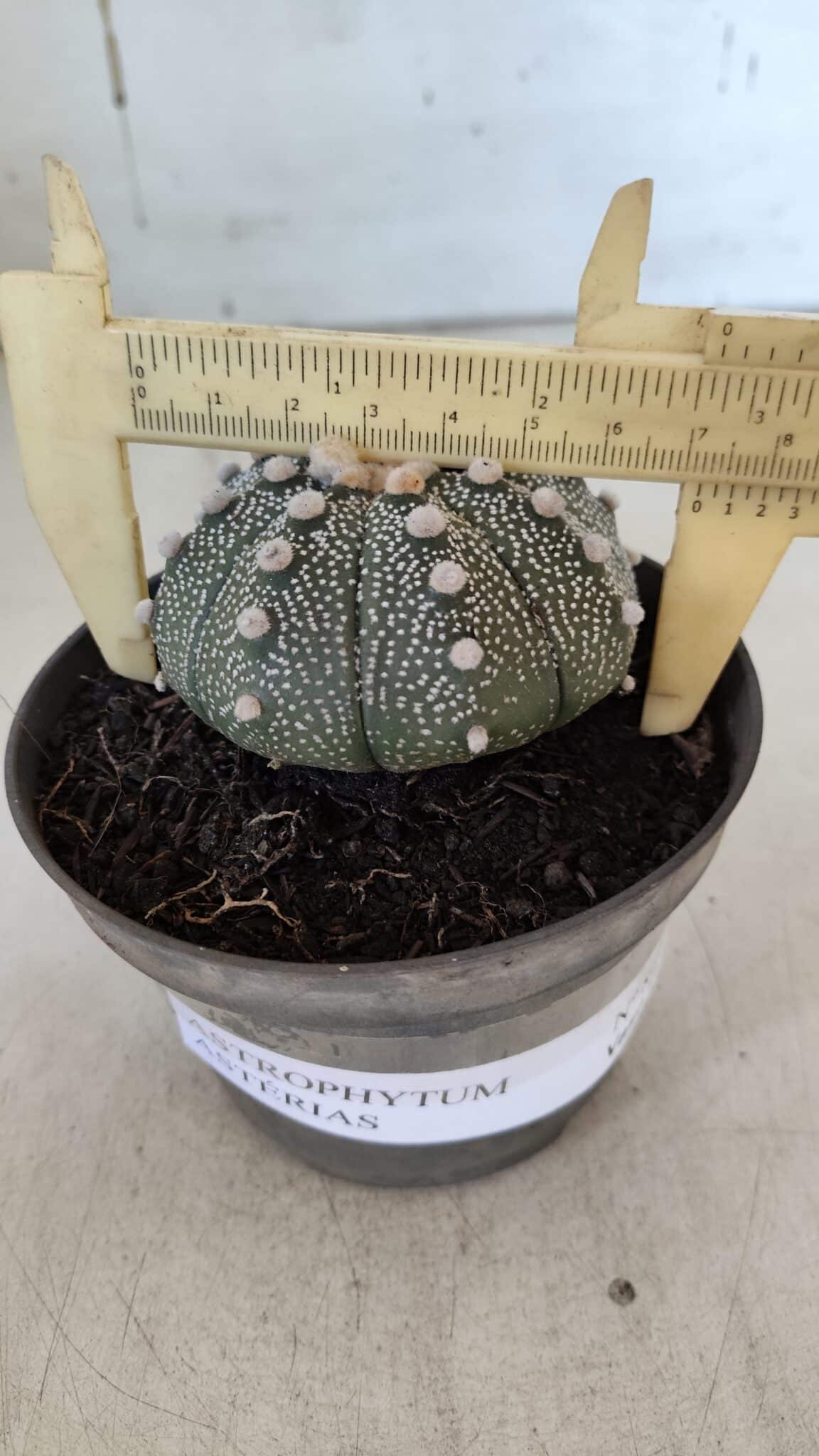 ASTROPHYTUM ASTERIAS Nº 849 – vaso 11