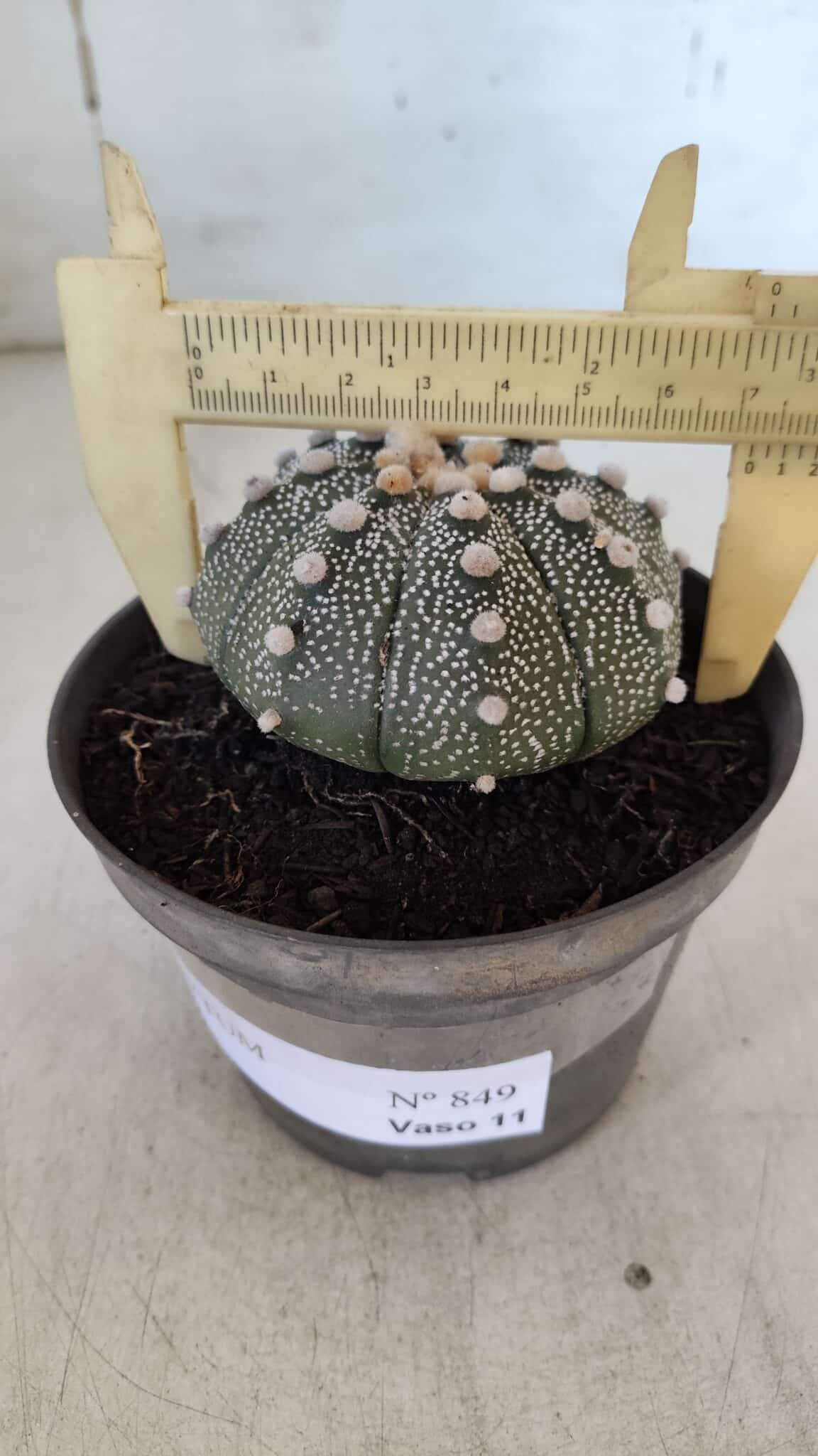 ASTROPHYTUM ASTERIAS Nº 849 – vaso 11