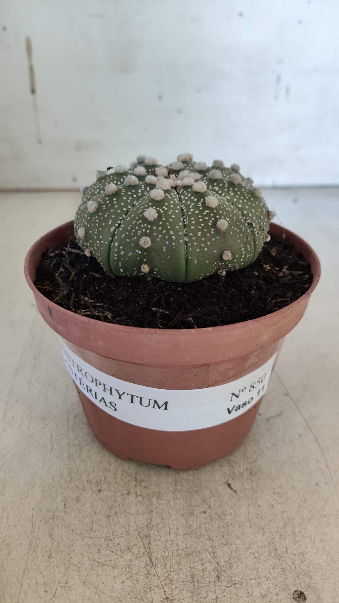 ASTROPHYTUM ASTERIAS Nº 850 – vaso 11