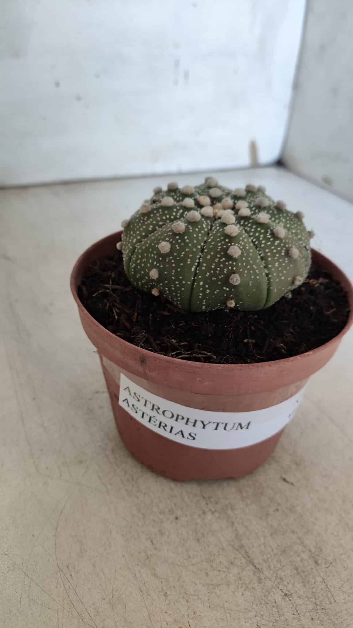 ASTROPHYTUM ASTERIAS Nº 850 – vaso 11