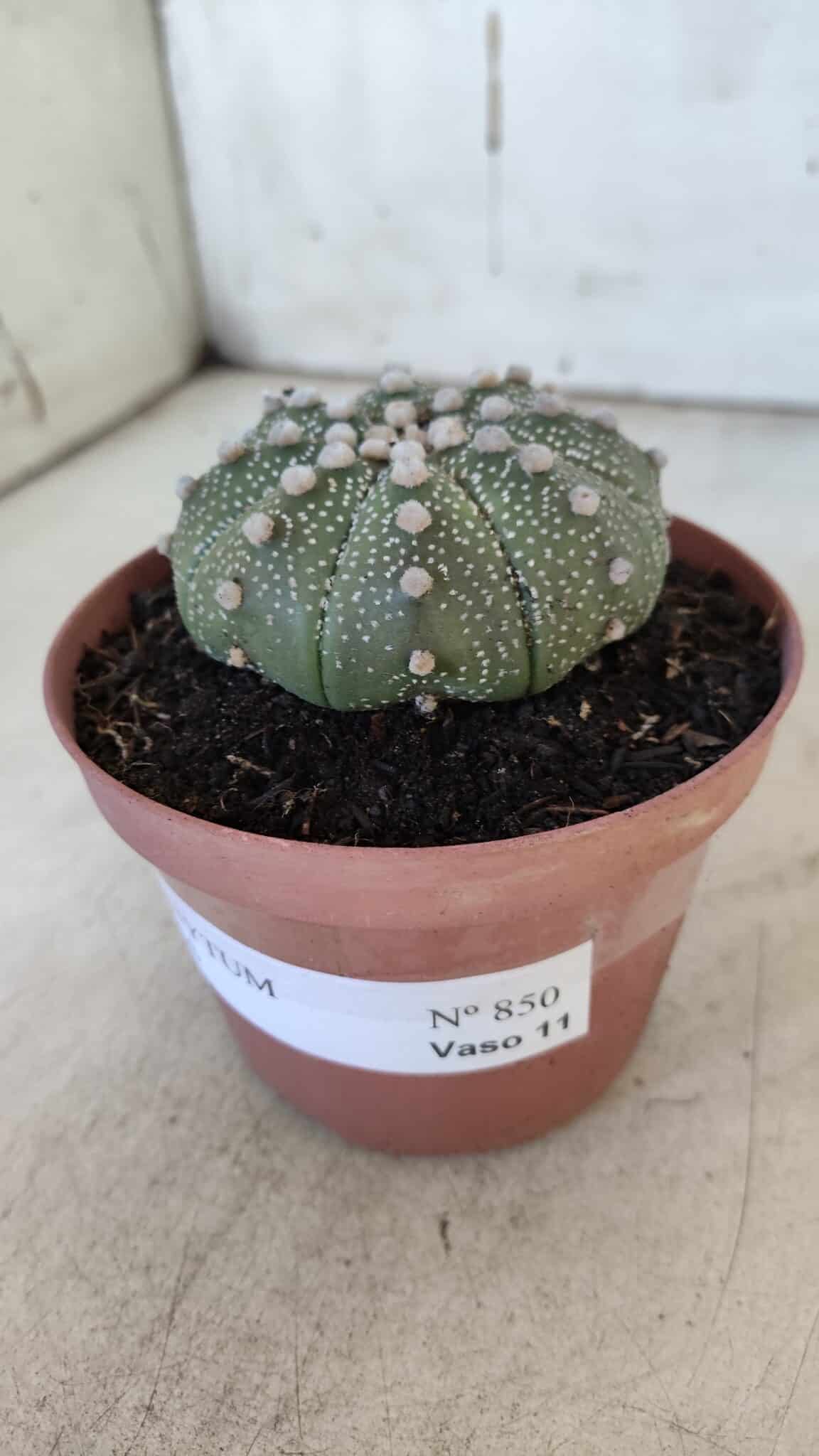 ASTROPHYTUM ASTERIAS Nº 850 – vaso 11