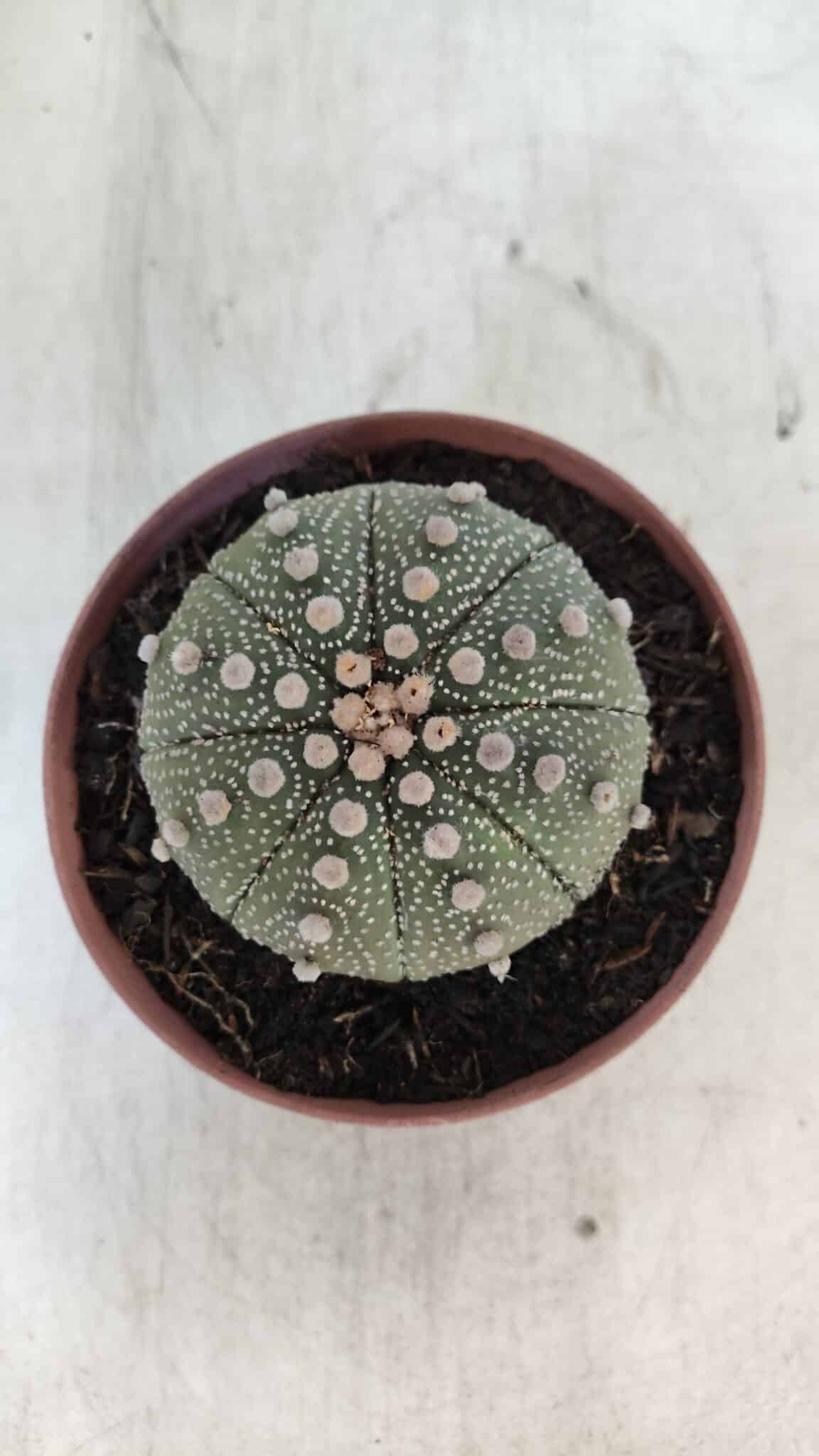 ASTROPHYTUM ASTERIAS Nº 850 – vaso 11