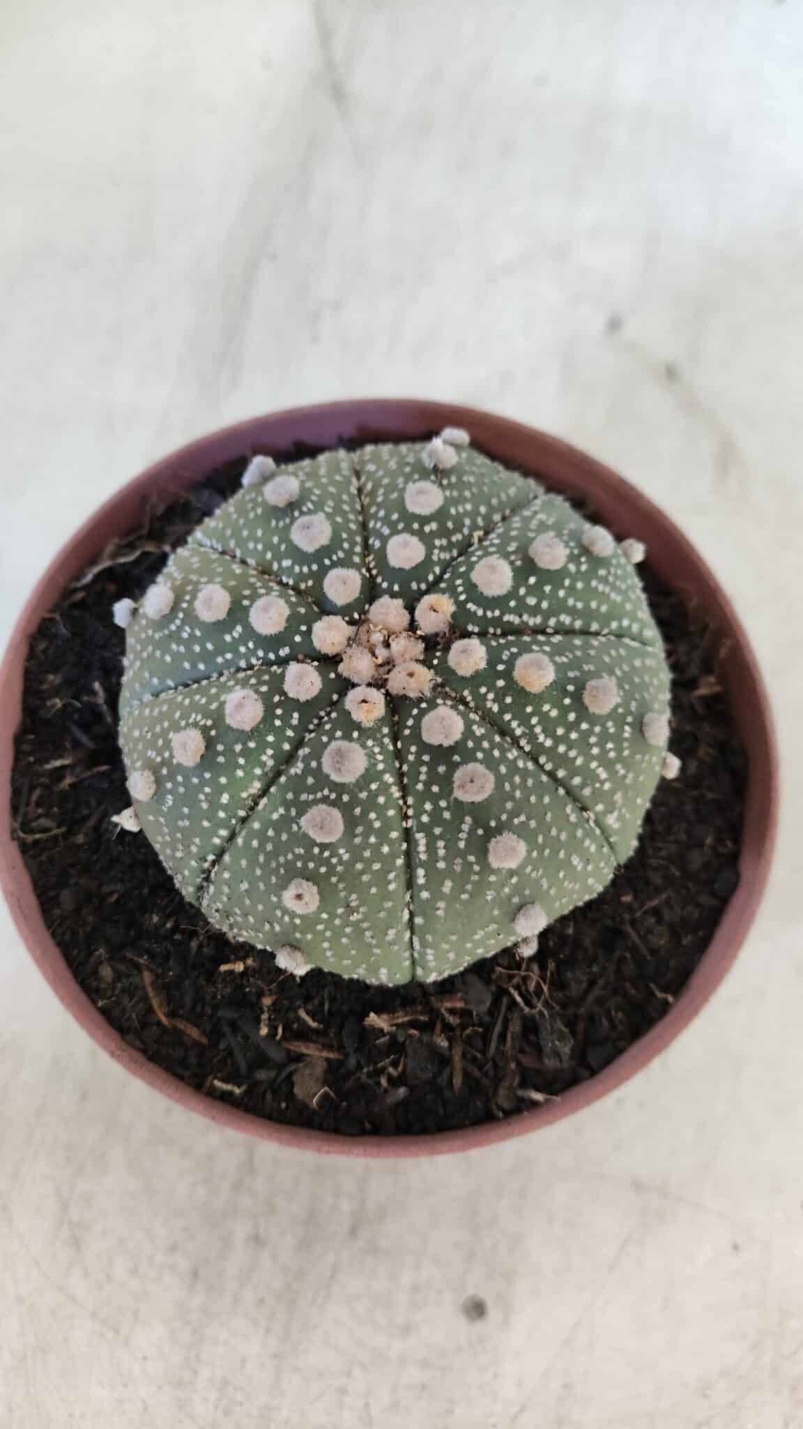 ASTROPHYTUM ASTERIAS Nº 850 – vaso 11