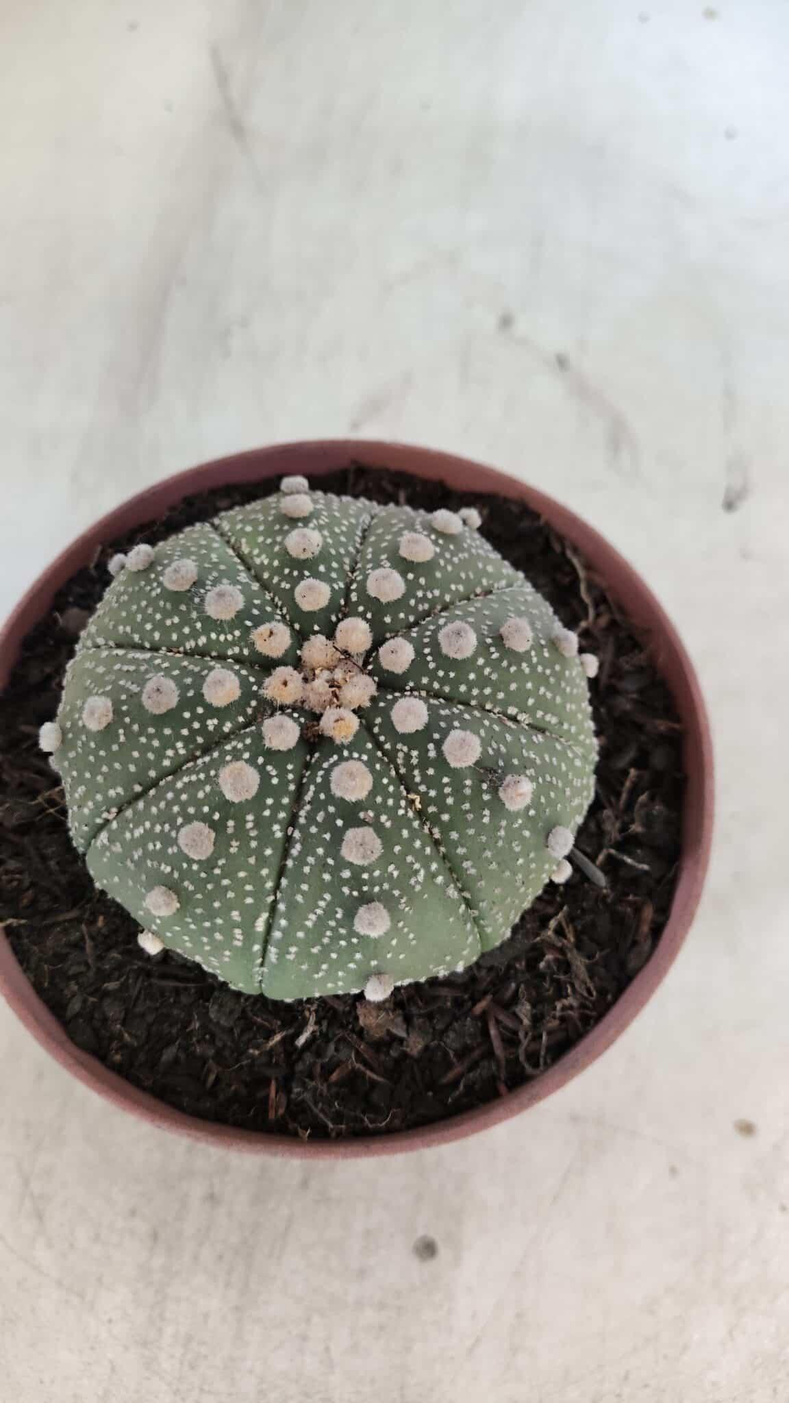 ASTROPHYTUM ASTERIAS Nº 850 – vaso 11