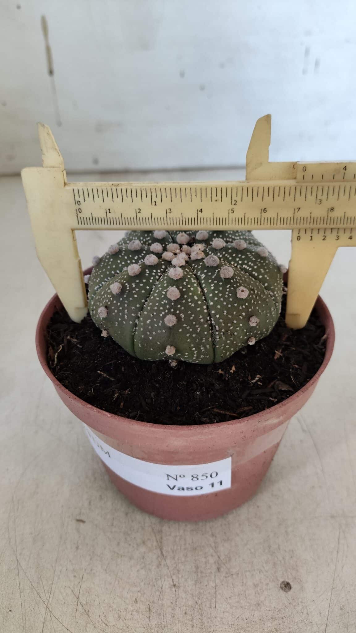 ASTROPHYTUM ASTERIAS Nº 850 – vaso 11