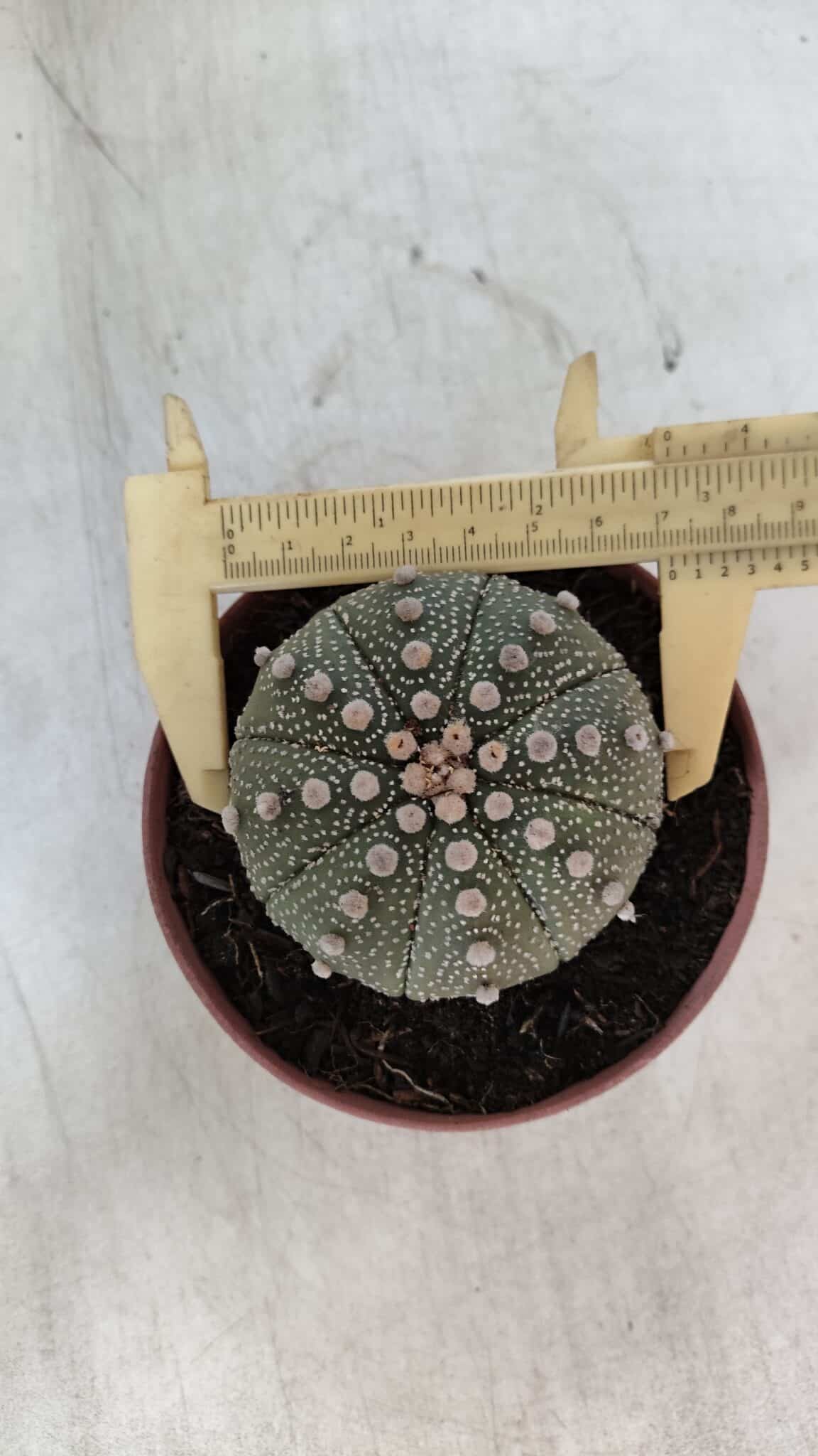 ASTROPHYTUM ASTERIAS Nº 850 – vaso 11