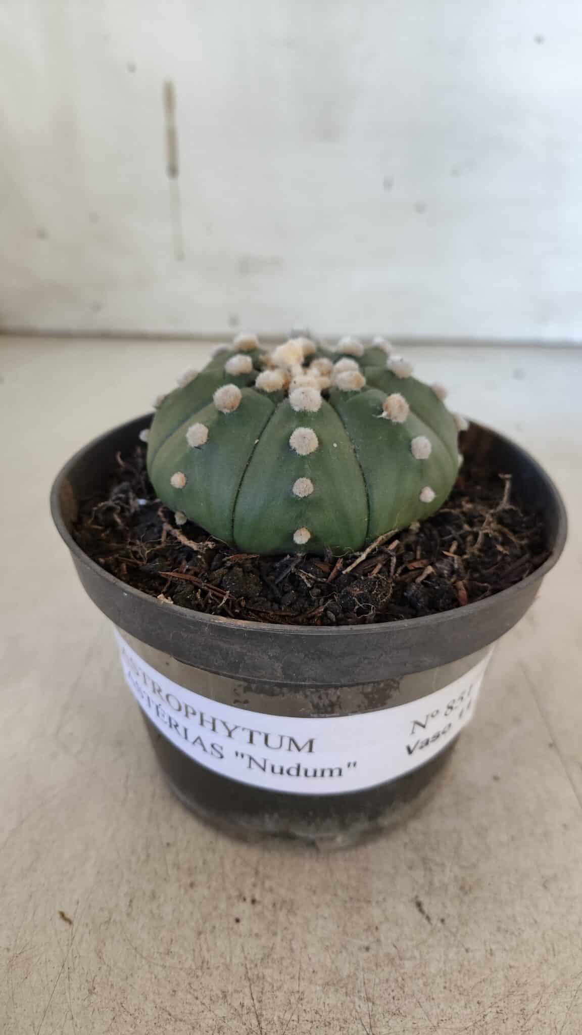 ASTROPHYTUM ASTERIAS "NUDUM"  Nº 851 – vaso 11