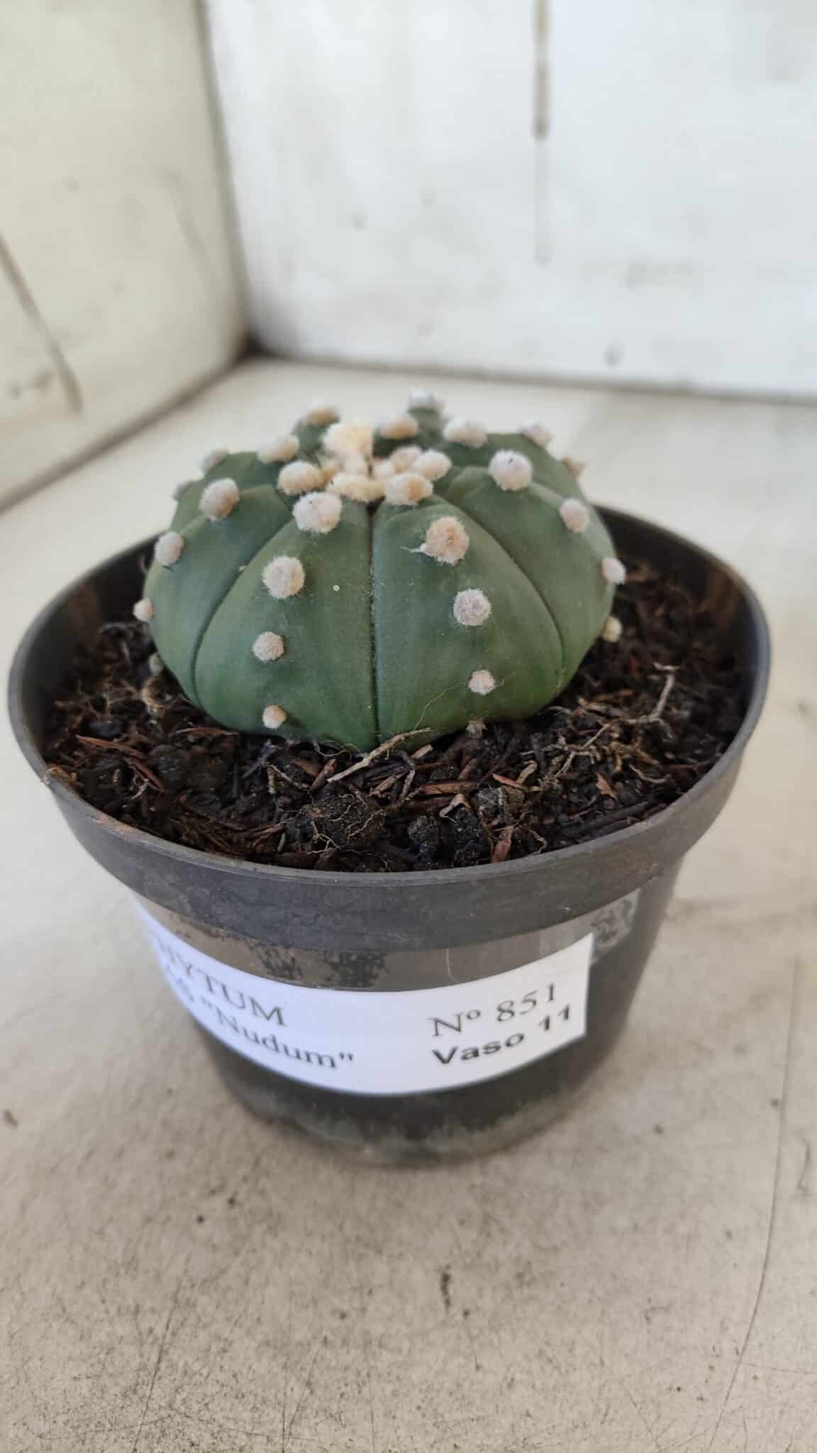 ASTROPHYTUM ASTERIAS "NUDUM"  Nº 851 – vaso 11