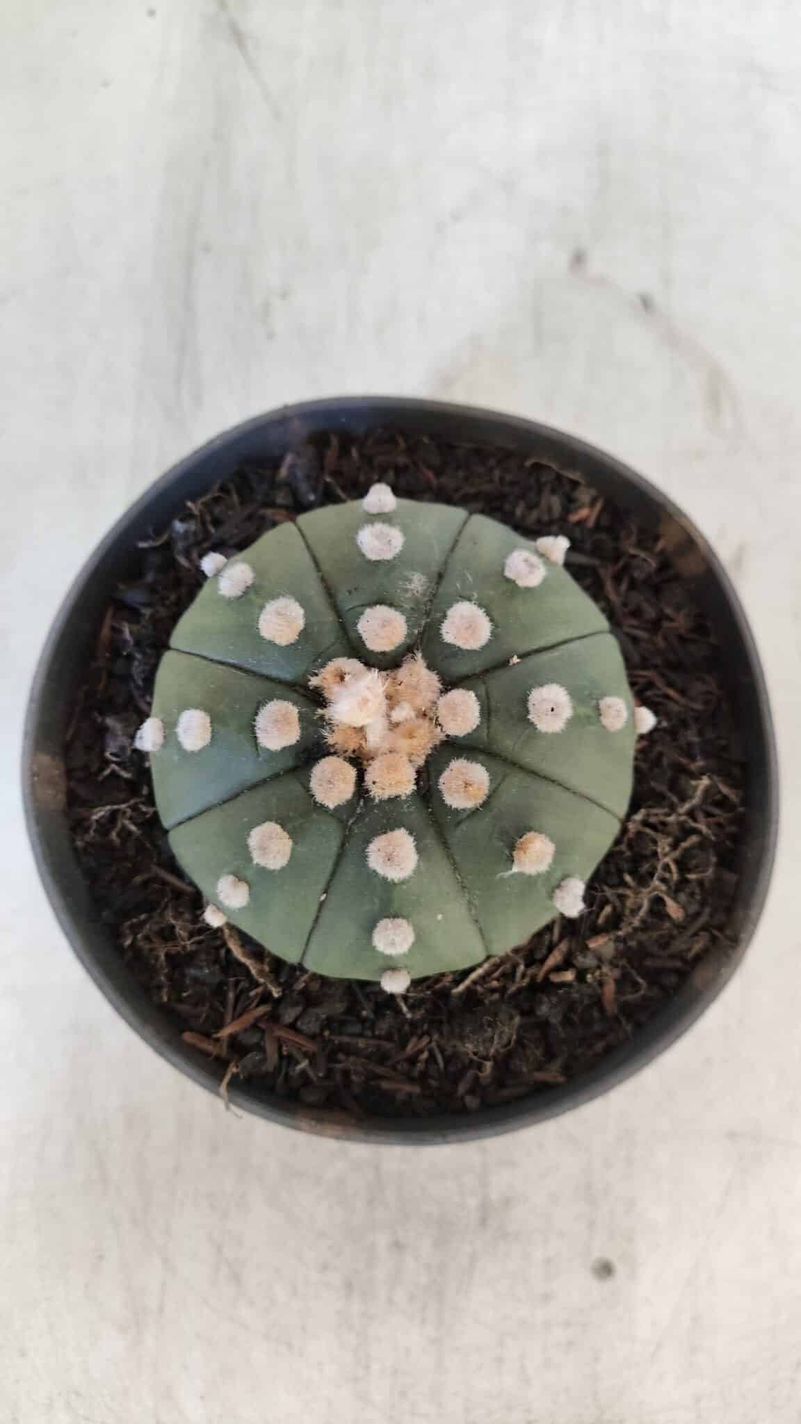 ASTROPHYTUM ASTERIAS "NUDUM"  Nº 851 – vaso 11