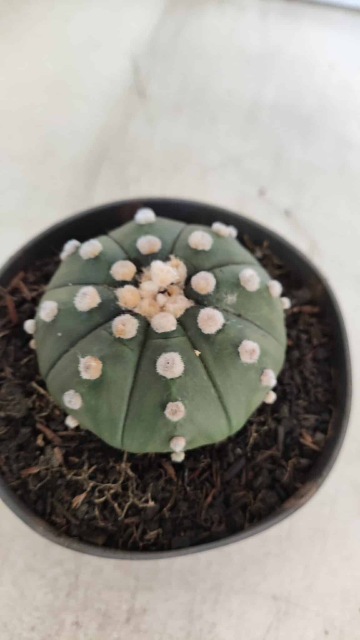 ASTROPHYTUM ASTERIAS "NUDUM"  Nº 851 – vaso 11