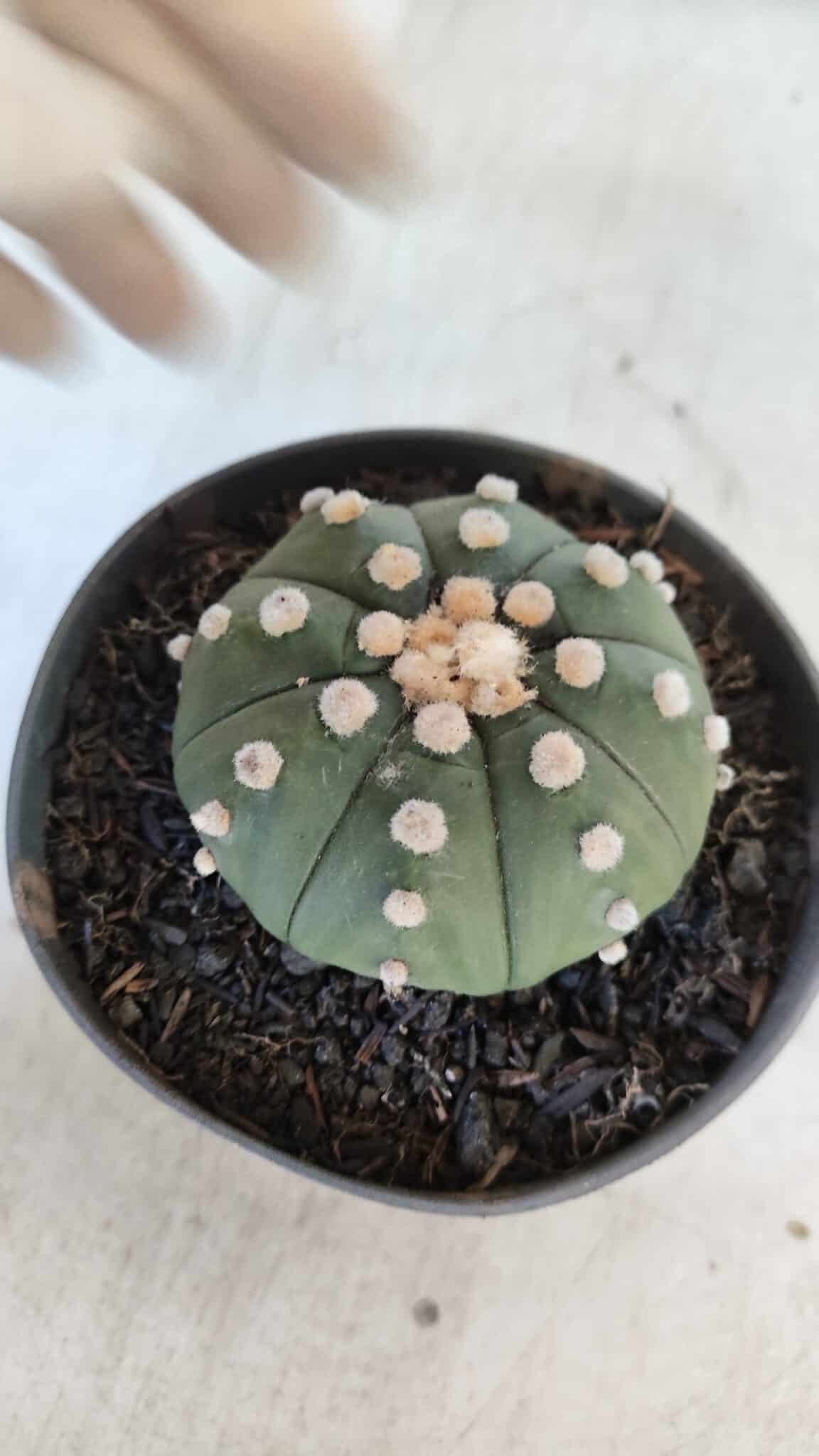 ASTROPHYTUM ASTERIAS "NUDUM"  Nº 851 – vaso 11