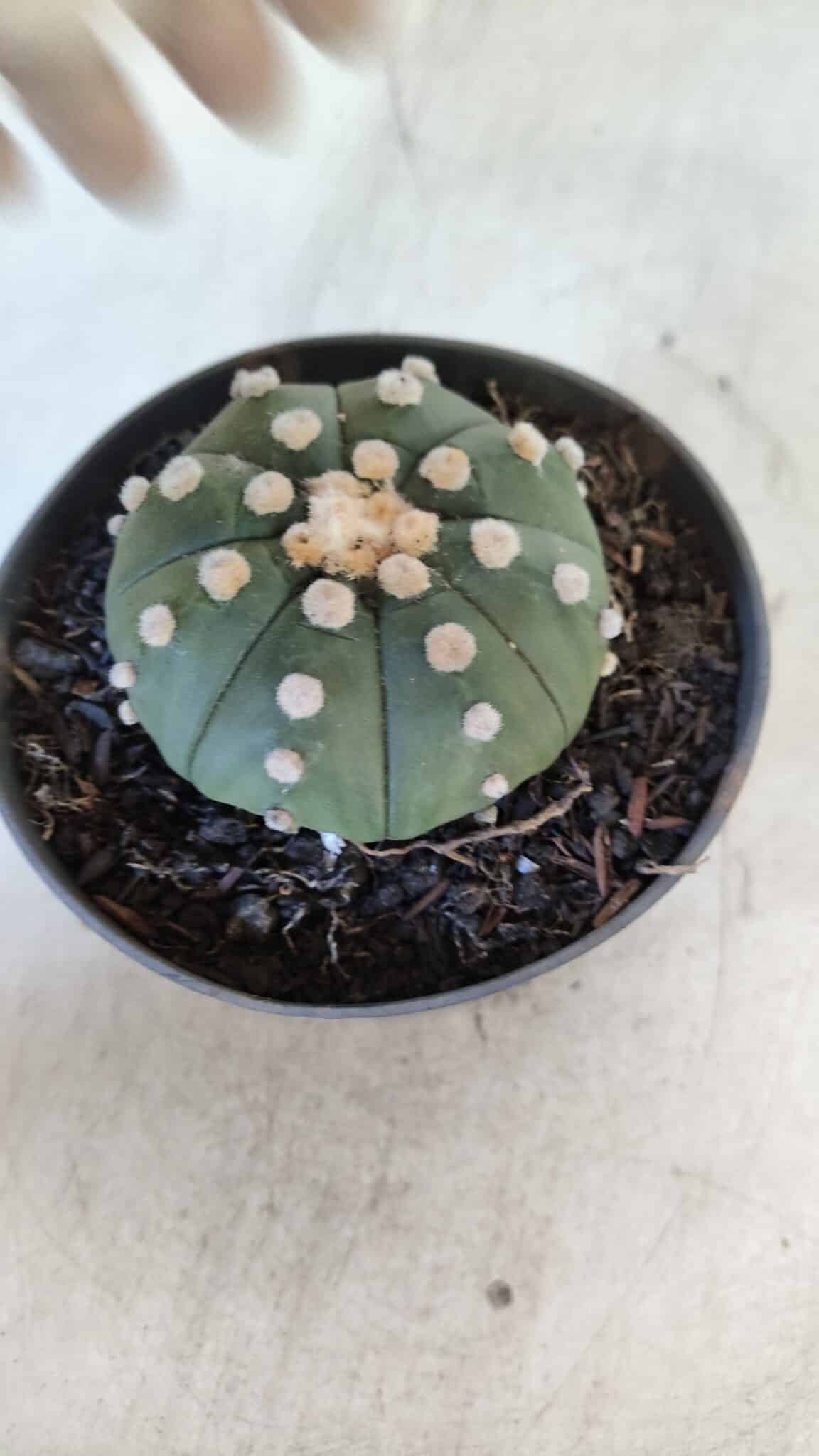 ASTROPHYTUM ASTERIAS "NUDUM"  Nº 851 – vaso 11