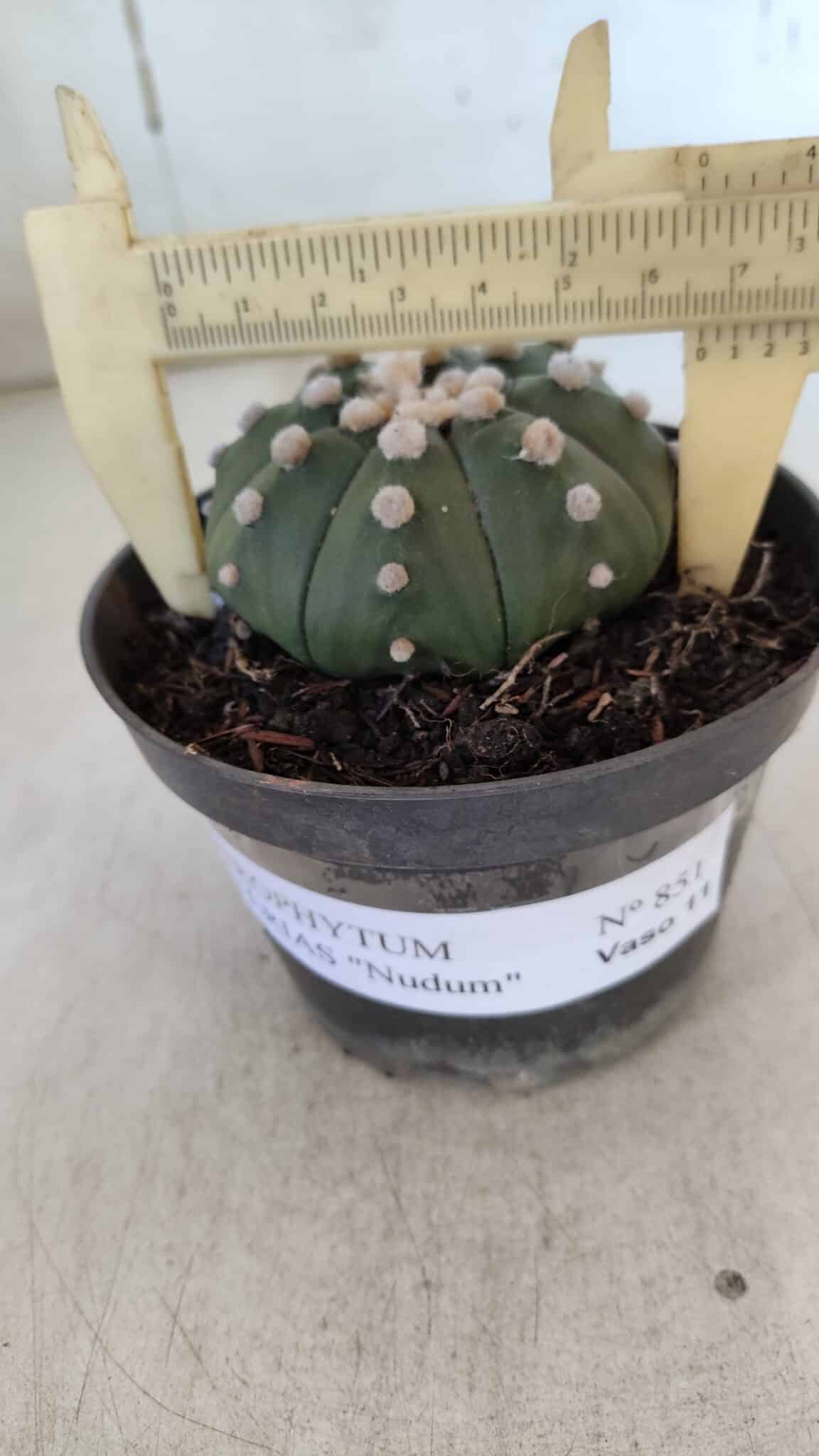 ASTROPHYTUM ASTERIAS "NUDUM"  Nº 851 – vaso 11