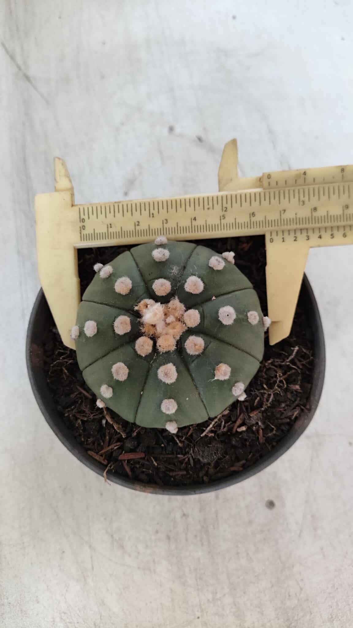 ASTROPHYTUM ASTERIAS "NUDUM"  Nº 851 – vaso 11