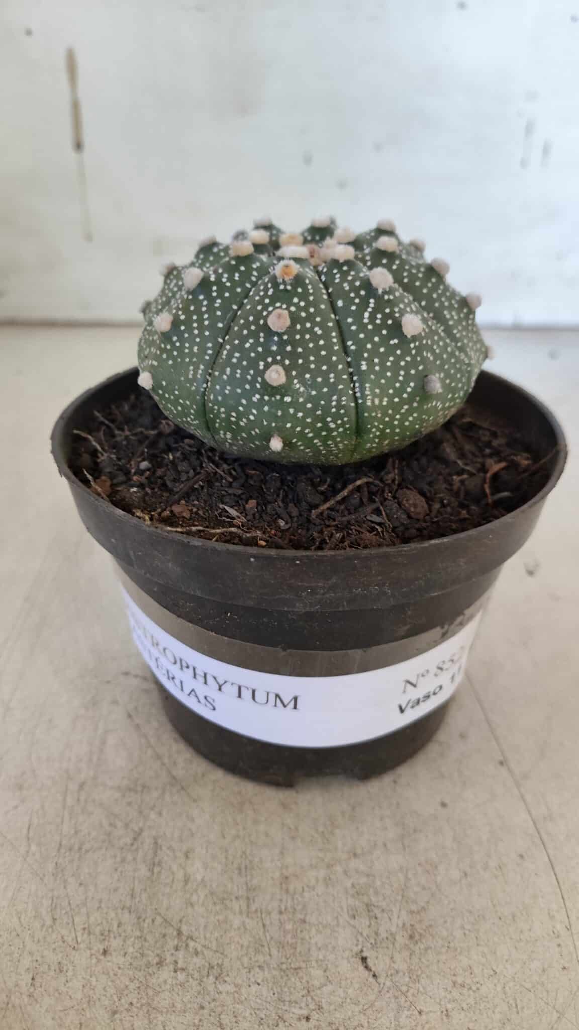 ASTROPHYTUM ASTERIAS Nº 852 – vaso 11