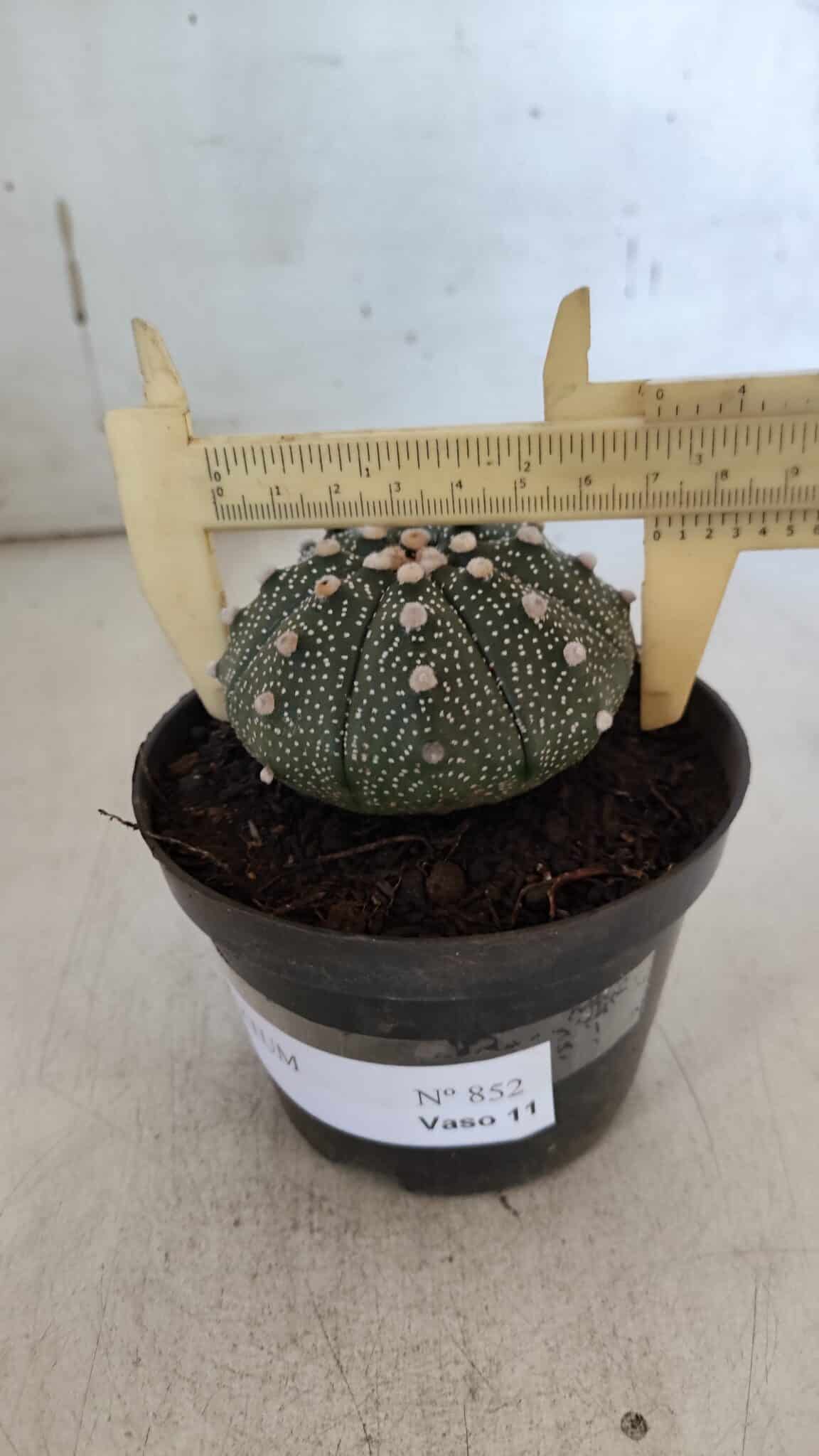 ASTROPHYTUM ASTERIAS Nº 852 – vaso 11