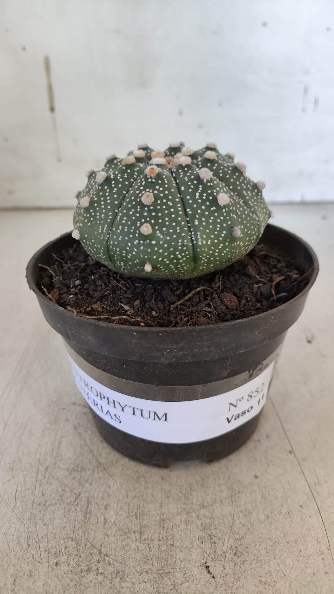 ASTROPHYTUM ASTERIAS Nº 852 – vaso 11