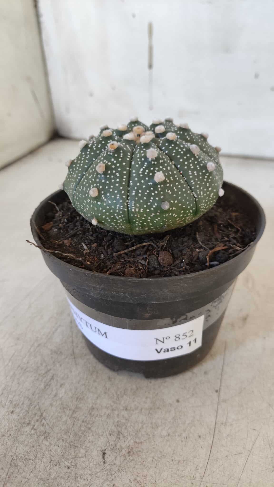 ASTROPHYTUM ASTERIAS Nº 852 – vaso 11