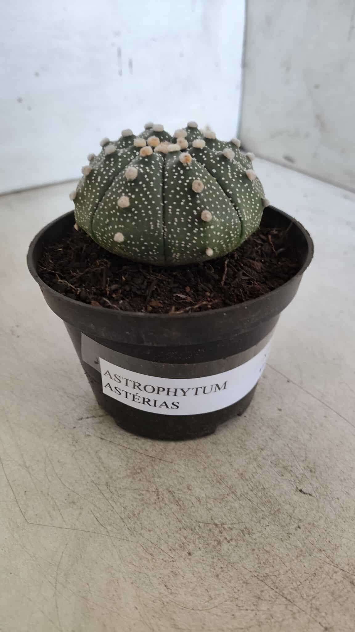 ASTROPHYTUM ASTERIAS Nº 852 – vaso 11