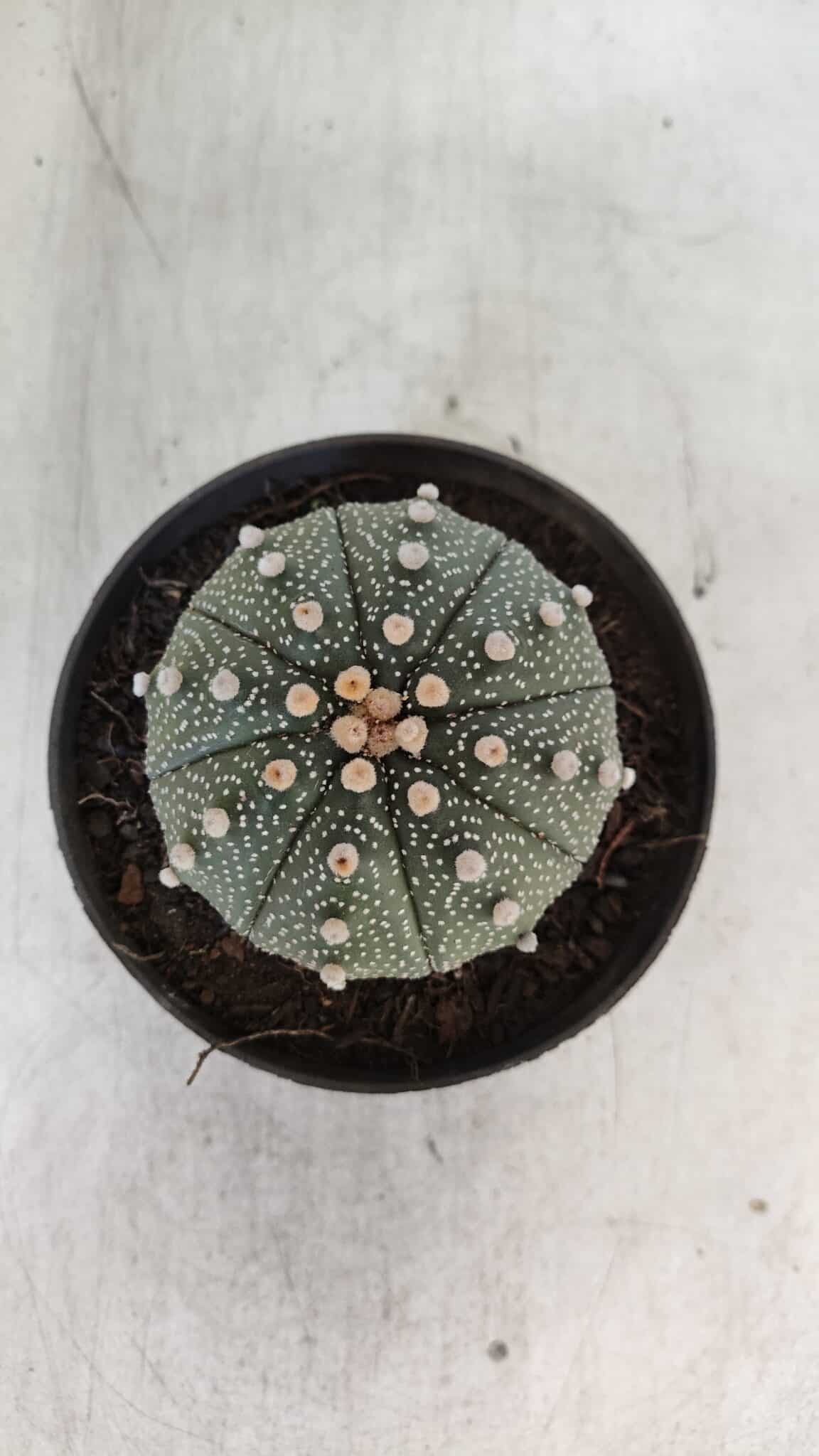 ASTROPHYTUM ASTERIAS Nº 852 – vaso 11
